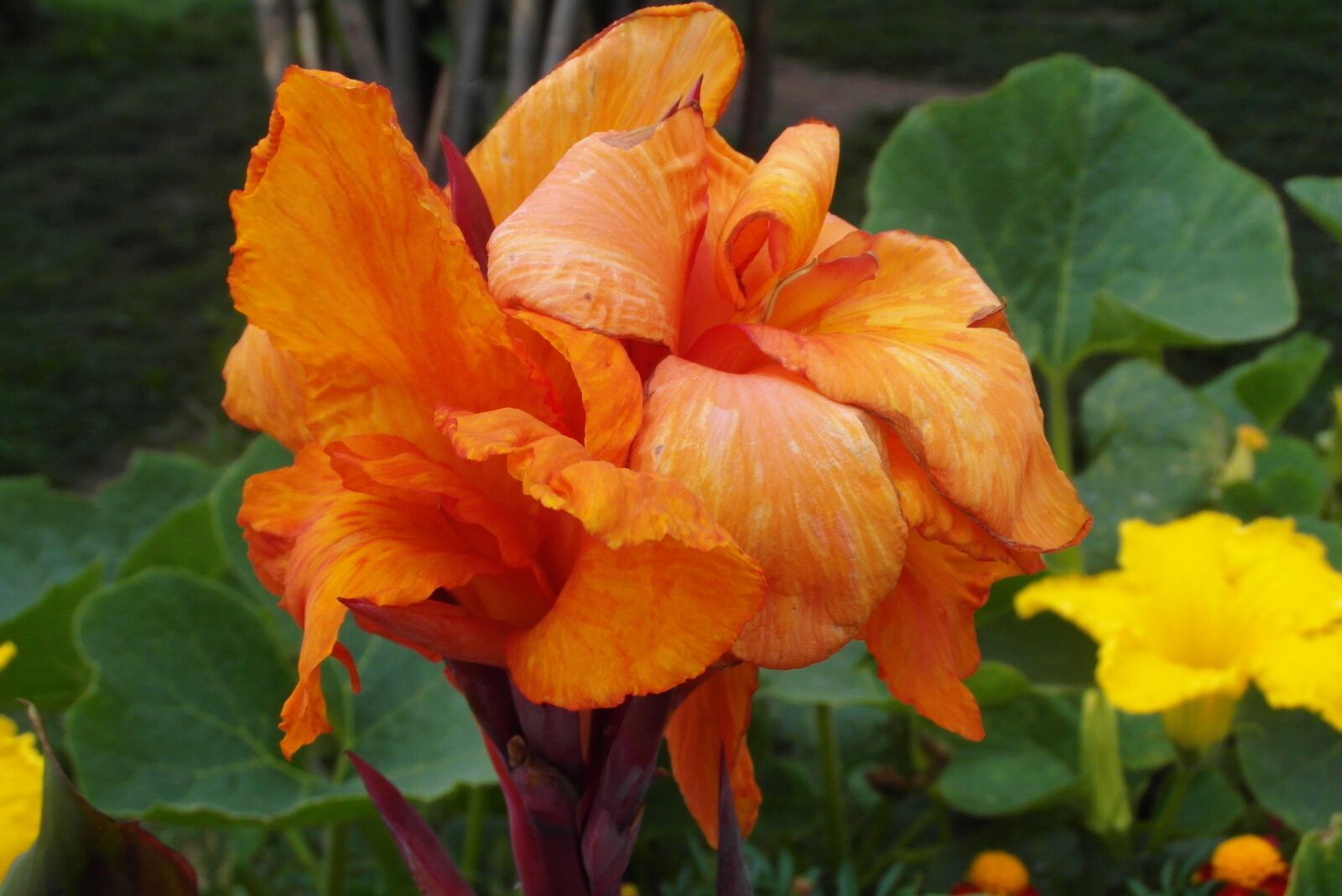 Samsung WB750 sample photo. Flower india, orange, flora photography