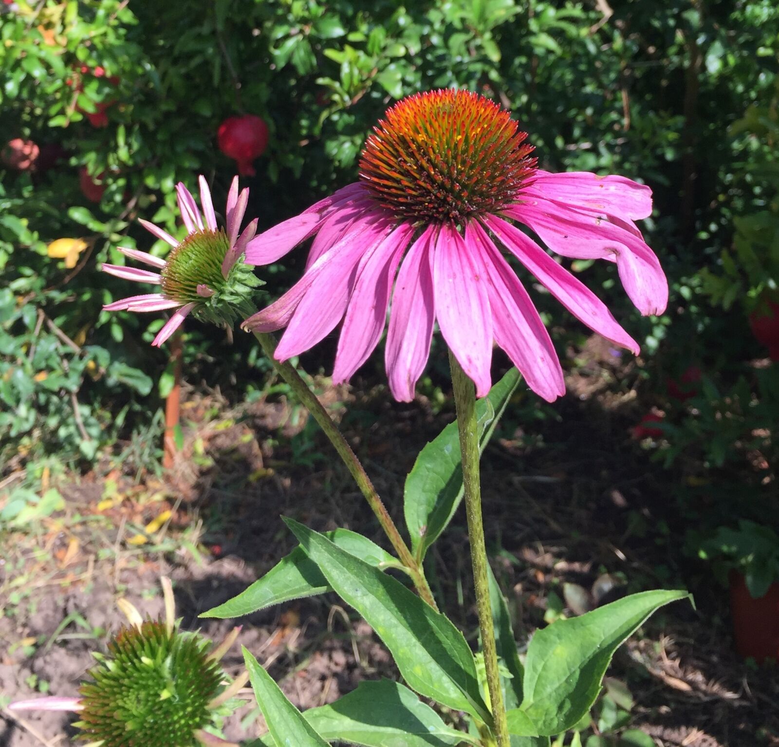 Apple iPhone 6 sample photo. Flowers, nature, echinacea photography