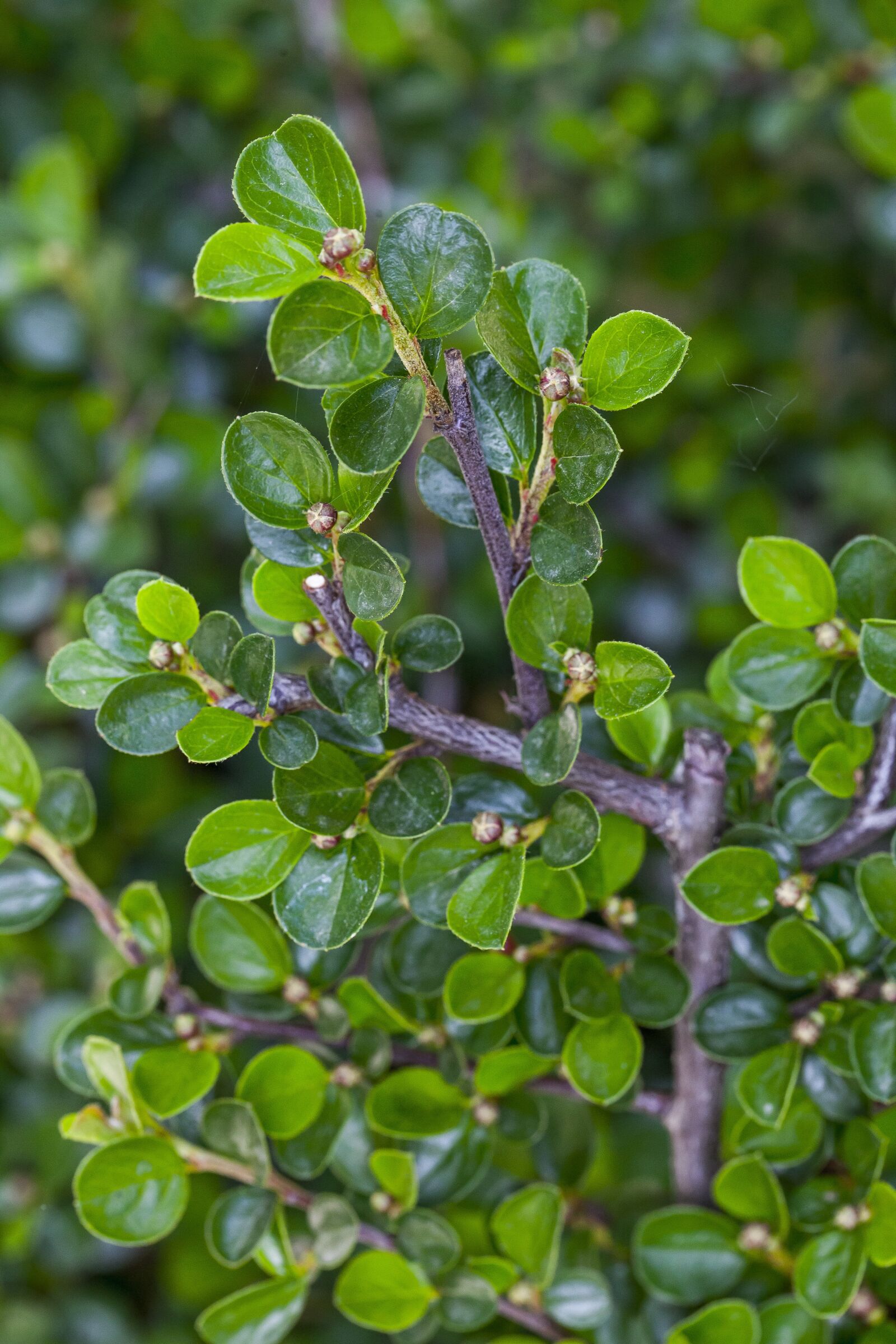 Canon EF 100mm F2.8L Macro IS USM sample photo. Garden, green, leafs photography