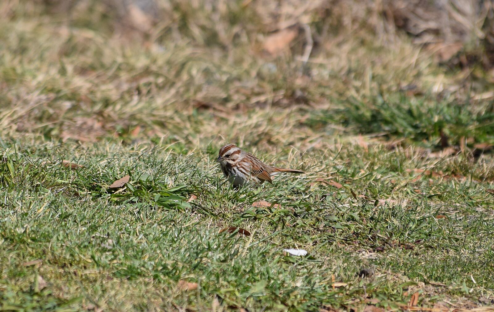 Nikon D3300 sample photo. Song sparrow, bird, animal photography