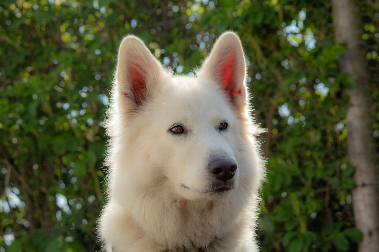 Canon EOS 1300D (EOS Rebel T6 / EOS Kiss X80) sample photo. Flake, white, sch fer photography