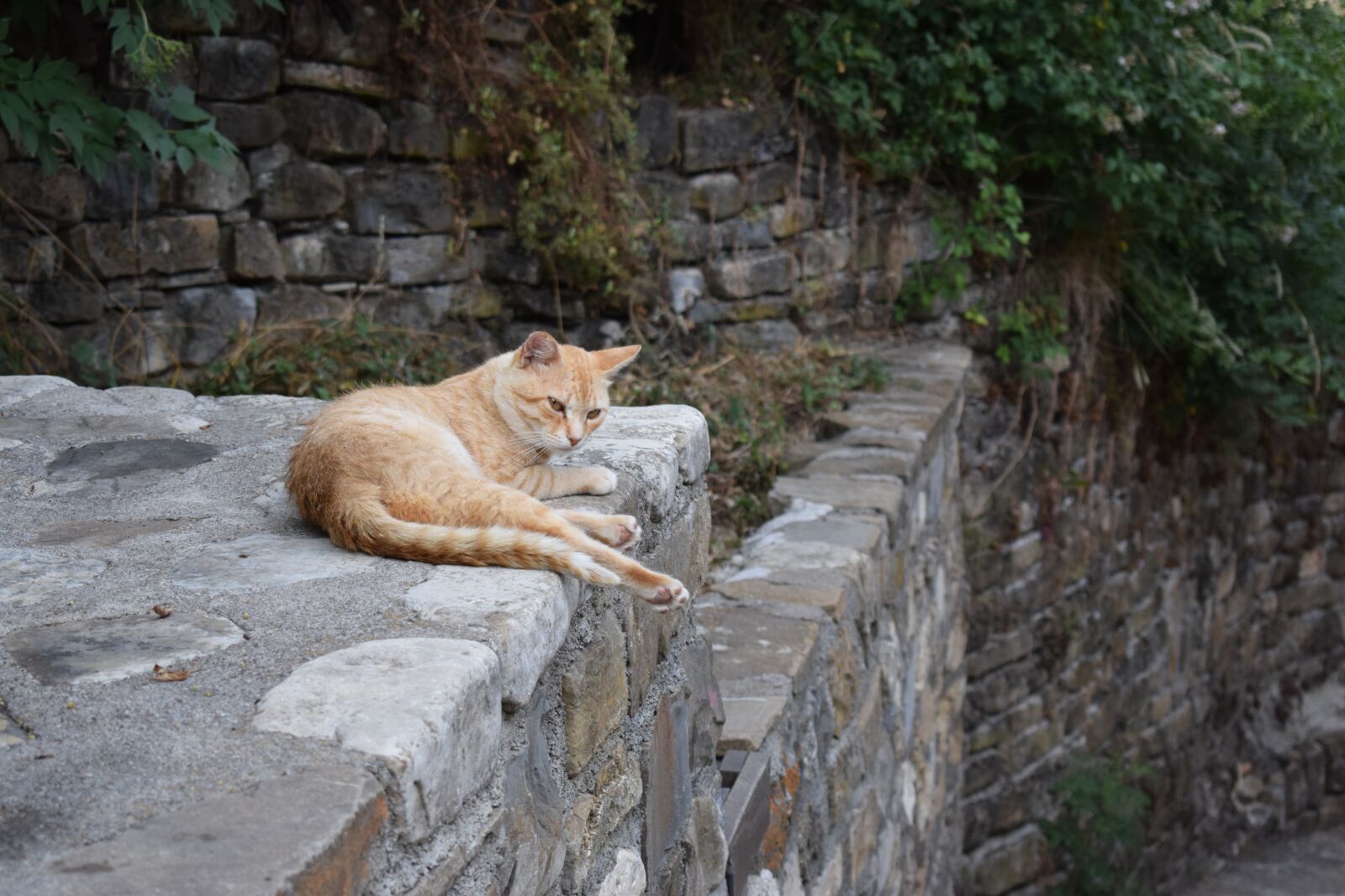 Nikon D3300 sample photo. Cat, animal, pet photography