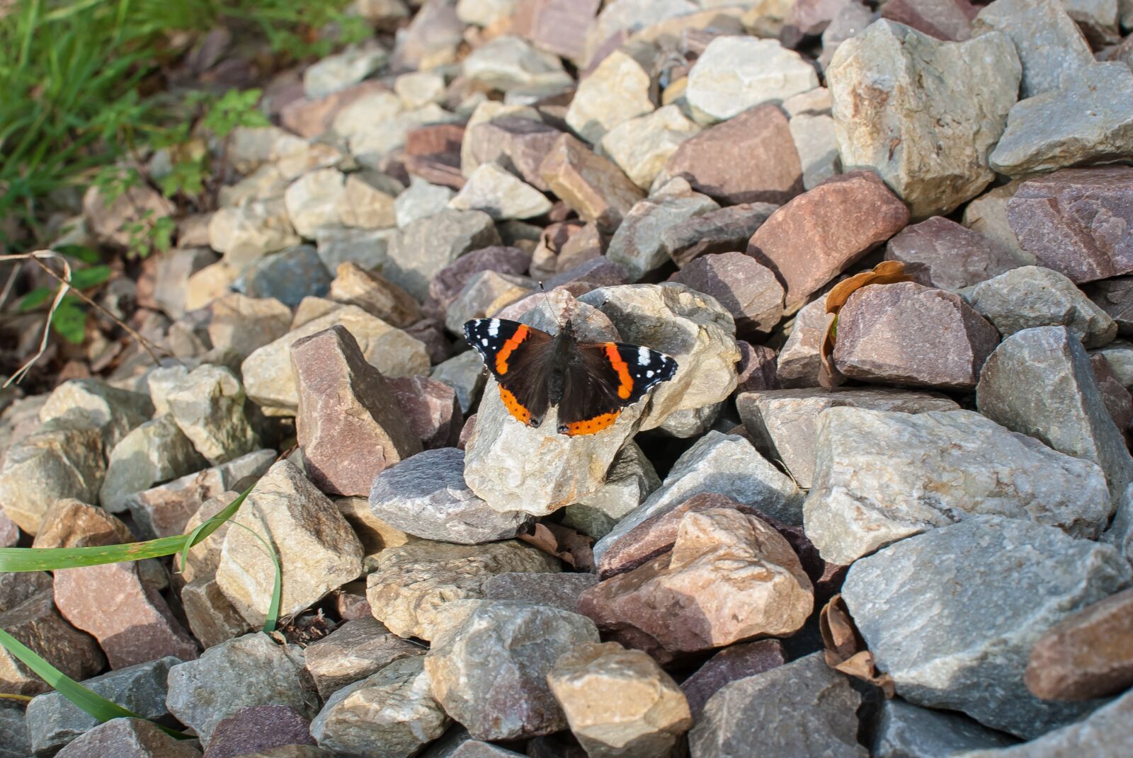 Nikon D80 sample photo. Butterfly, fall, orange photography