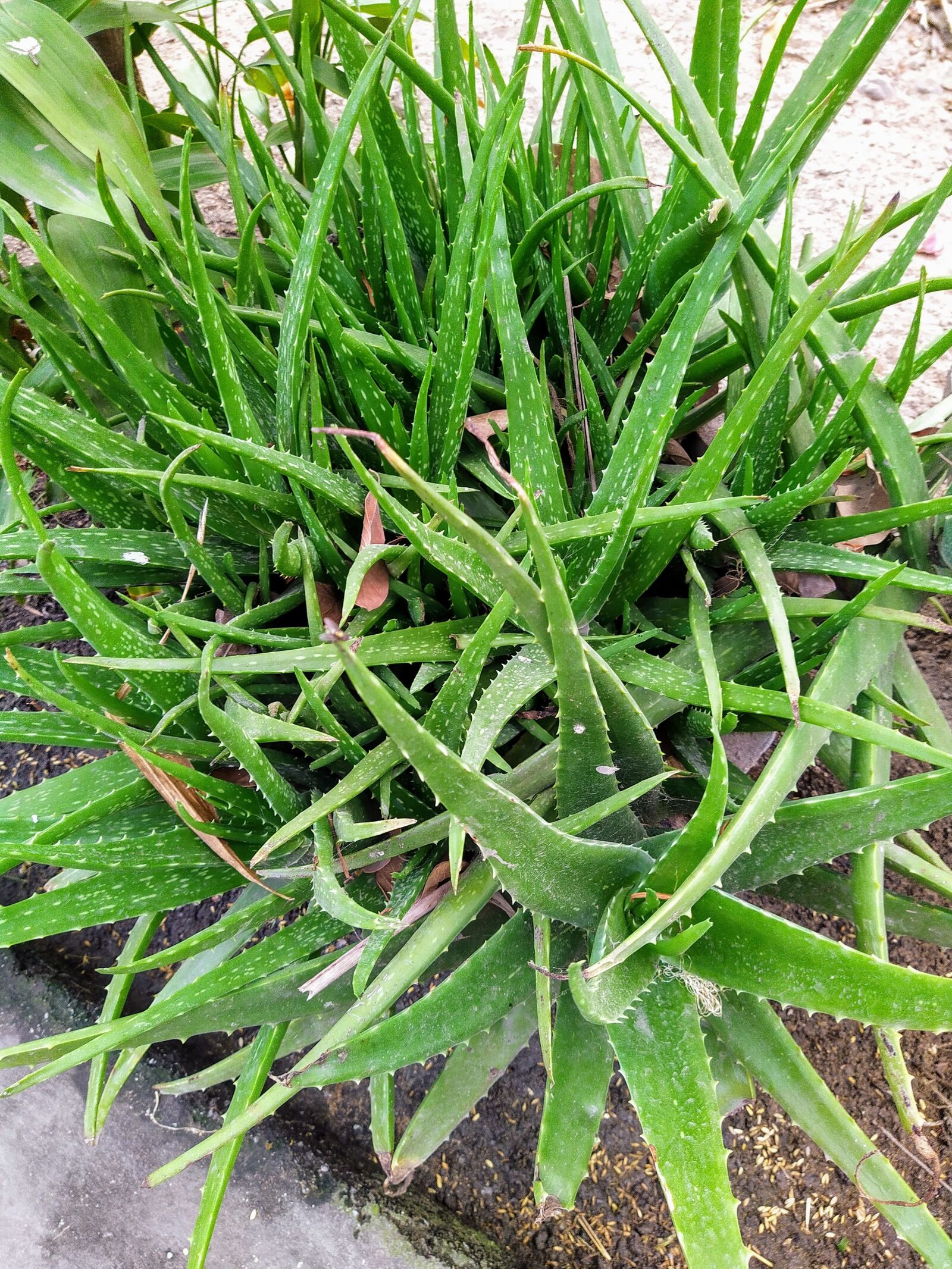 HMD Global Nokia 7.2 sample photo. Aloe vera, plant, ornamental photography