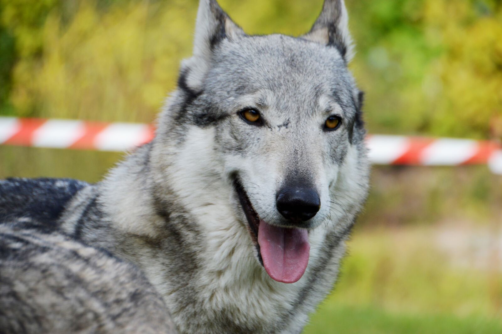 Nikon D3200 sample photo. Animal, wolf-dog, dressage photography
