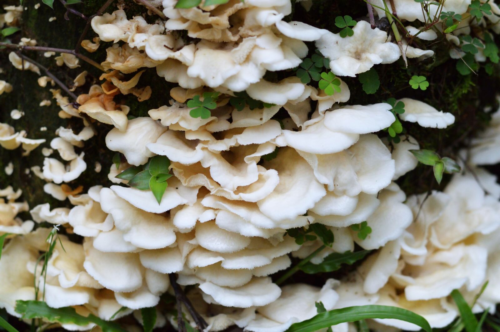 Nikon D3200 sample photo. Fungi, nature, forest photography