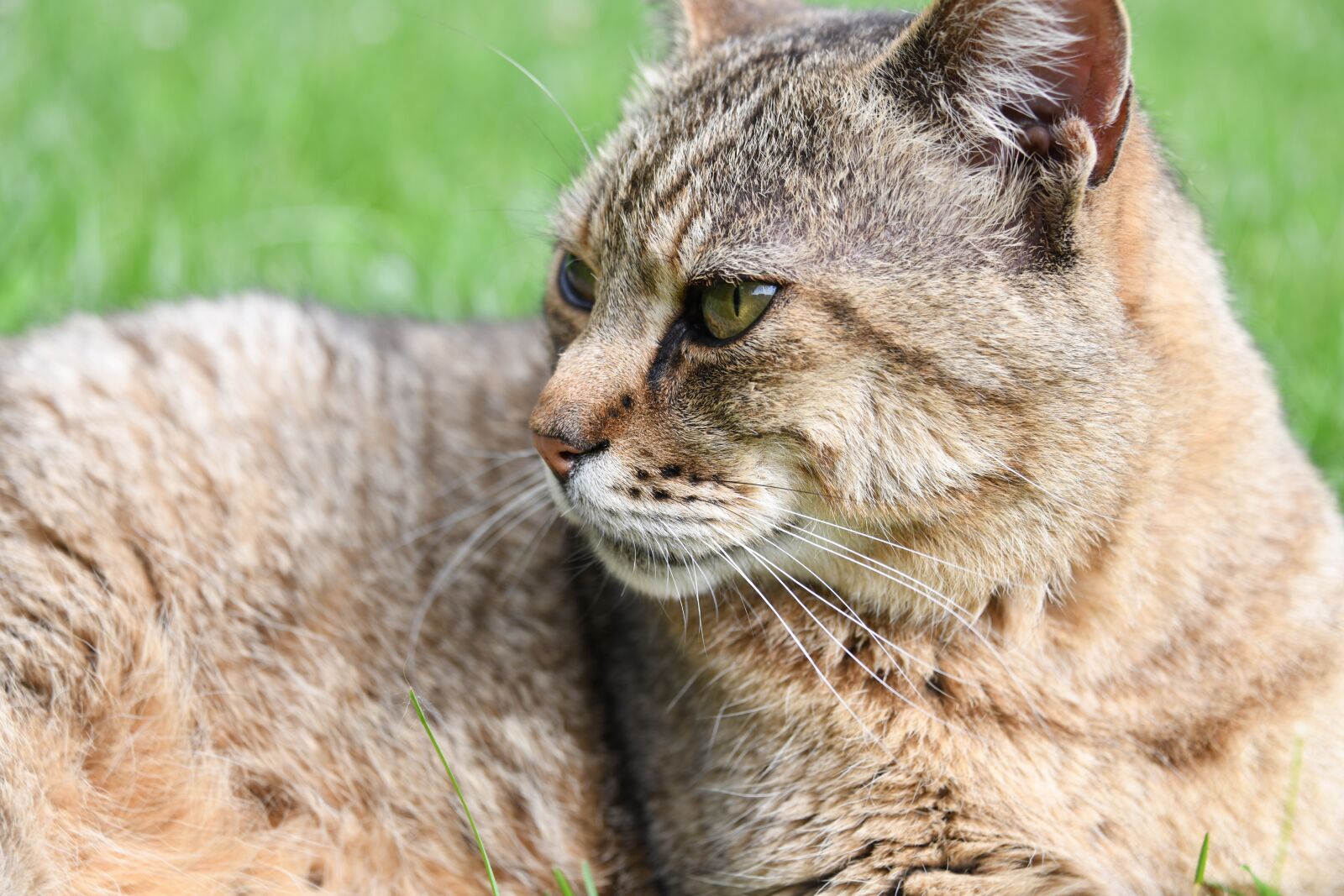 Nikon D850 sample photo. Cat, eyes, animal photography