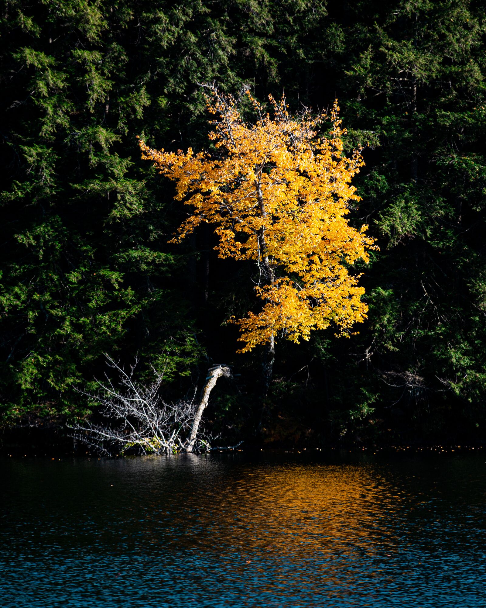 Canon EOS 5D Mark III sample photo. Tree, landscape, autumn photography