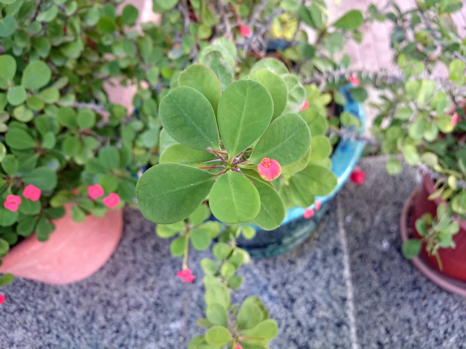 Sony Xperia Z1 Compact sample photo. Leaves, flower, floral photography