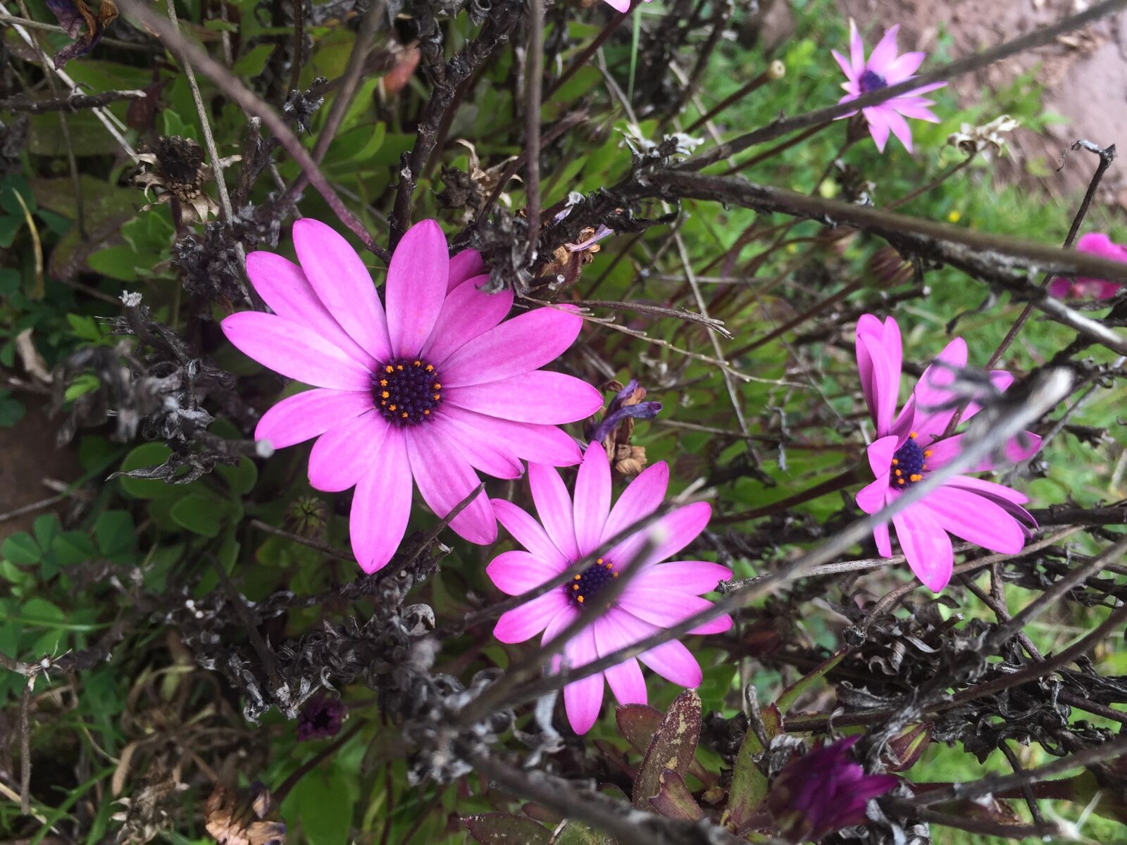 Apple iPhone 6 Plus + iPhone 6 Plus back camera 4.15mm f/2.2 sample photo. Flower, pink, korea photography