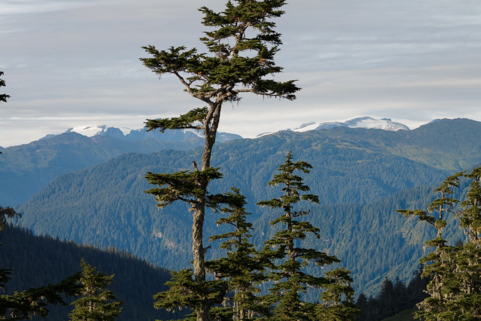 Canon EOS 70D sample photo. Mountains, fir tree, firs photography