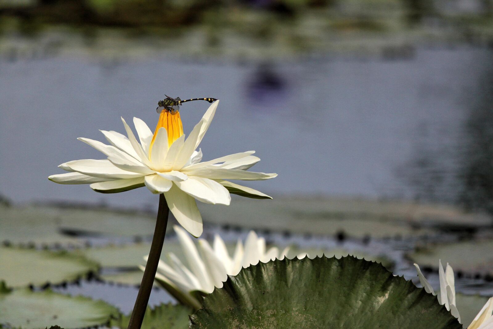 Canon EOS 500D (EOS Rebel T1i / EOS Kiss X3) sample photo. Flowering, nymphaea alba, aquatic photography