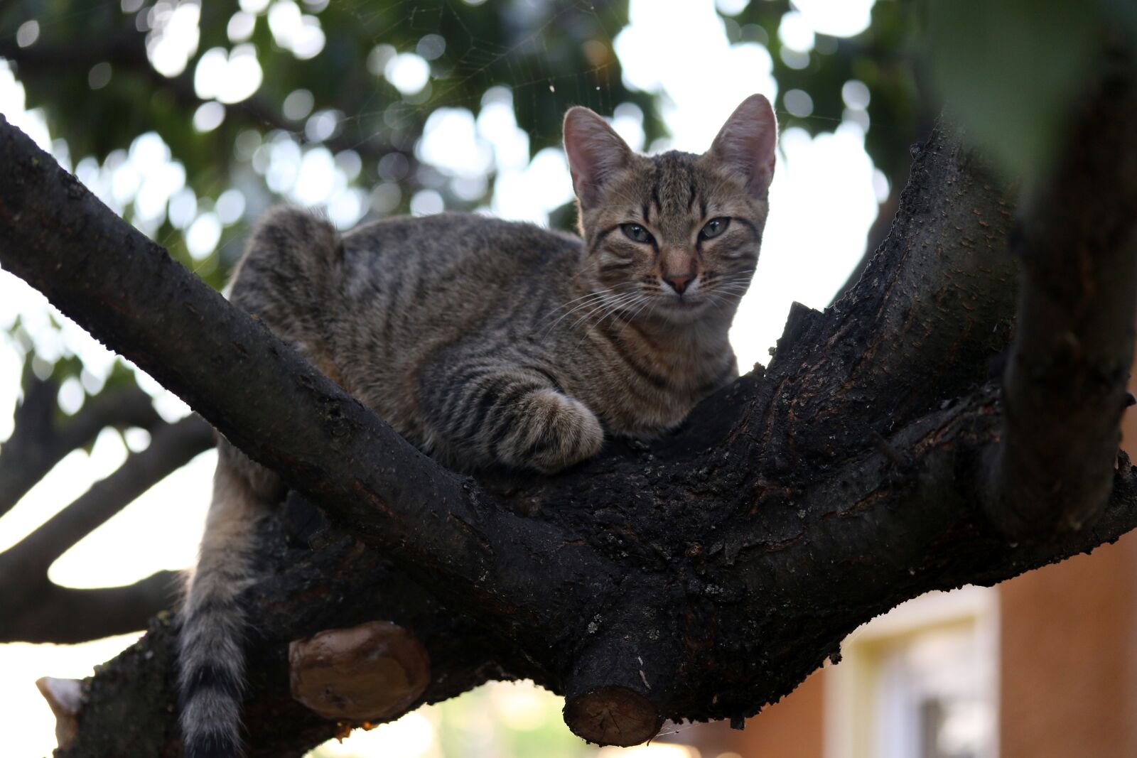 Canon EF-S 60mm F2.8 Macro USM sample photo. Cat, small, cute photography