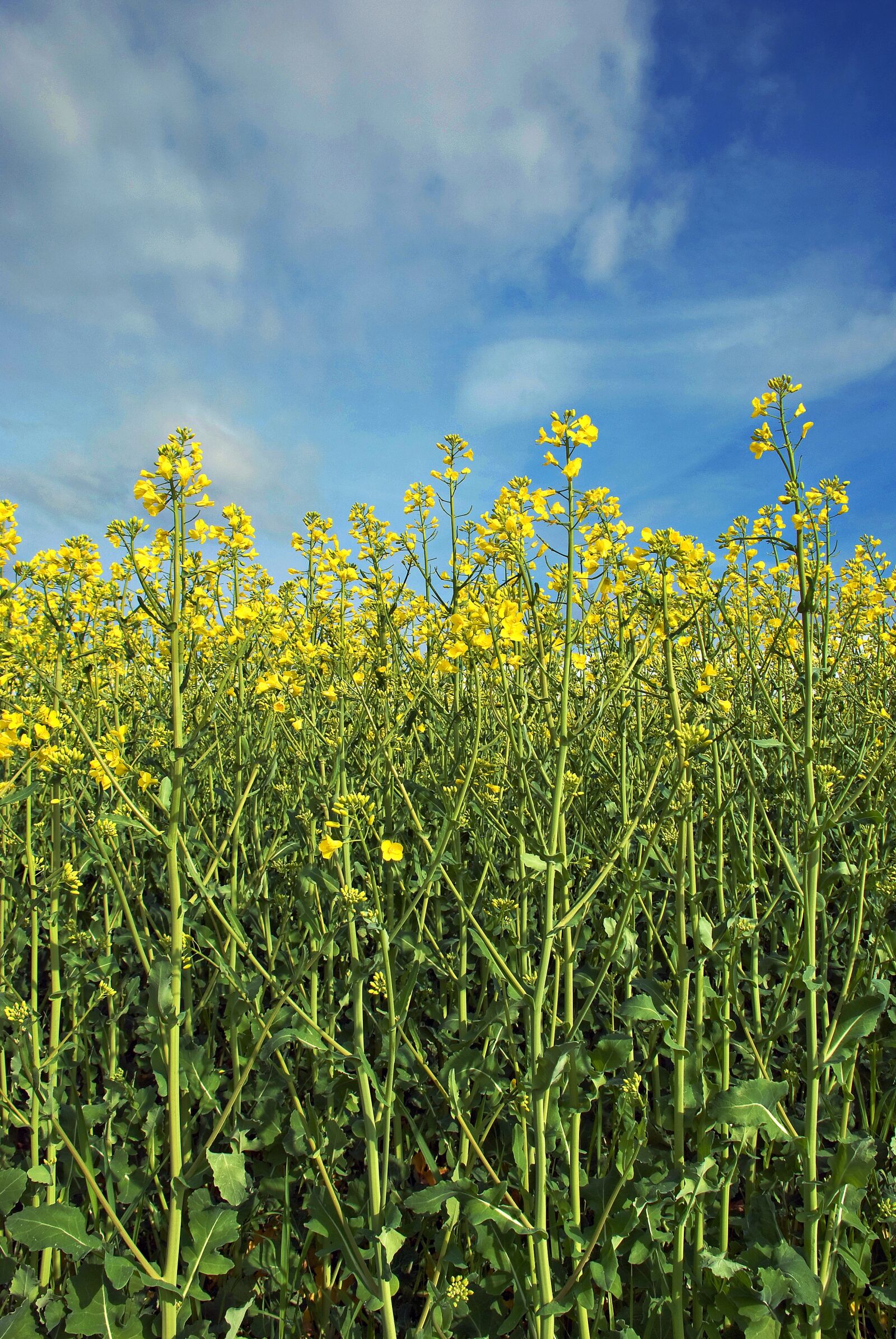 Nikon D80 sample photo. Mono, rape, field photography
