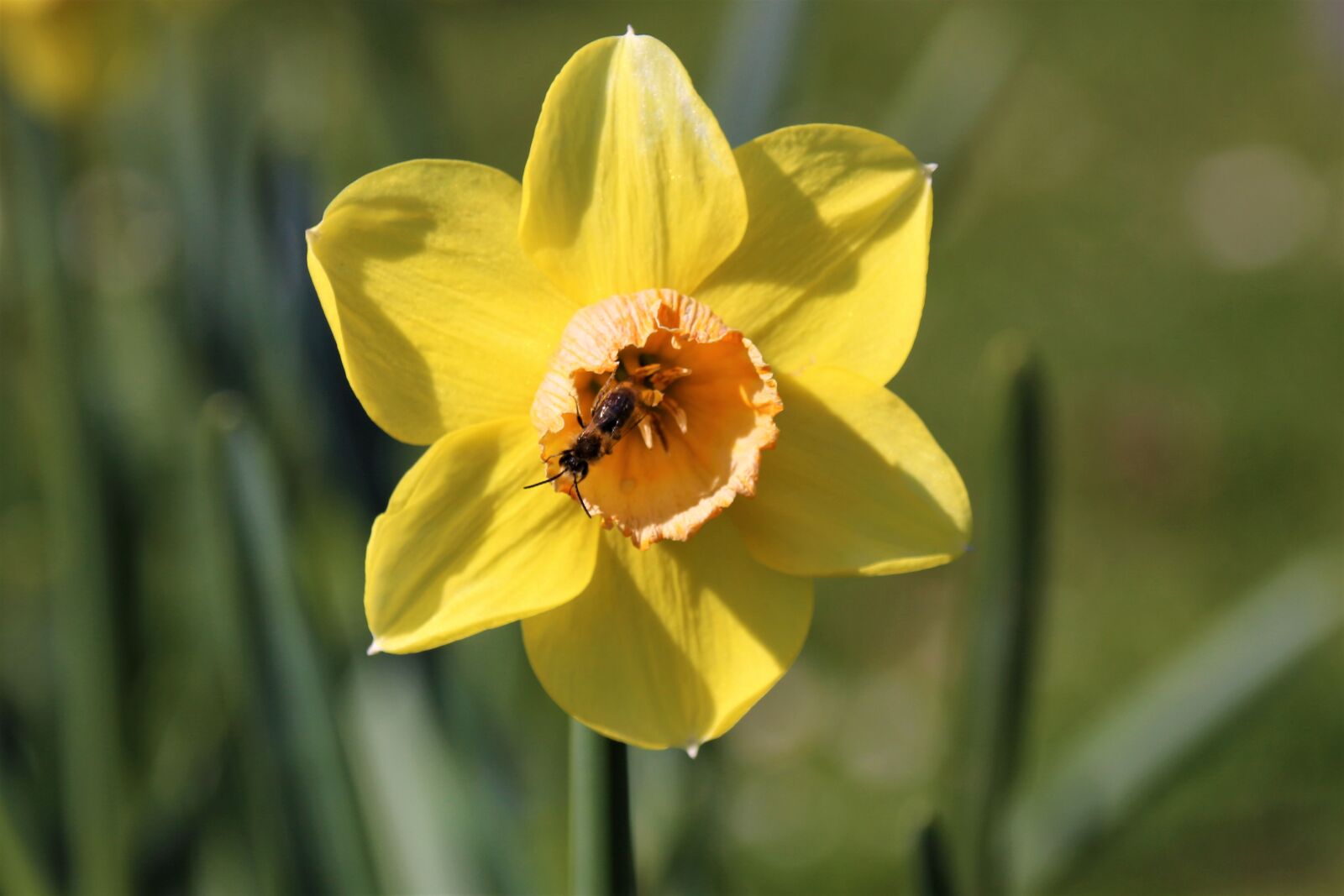 Canon EOS 700D (EOS Rebel T5i / EOS Kiss X7i) sample photo. Flower, yellow, spring photography