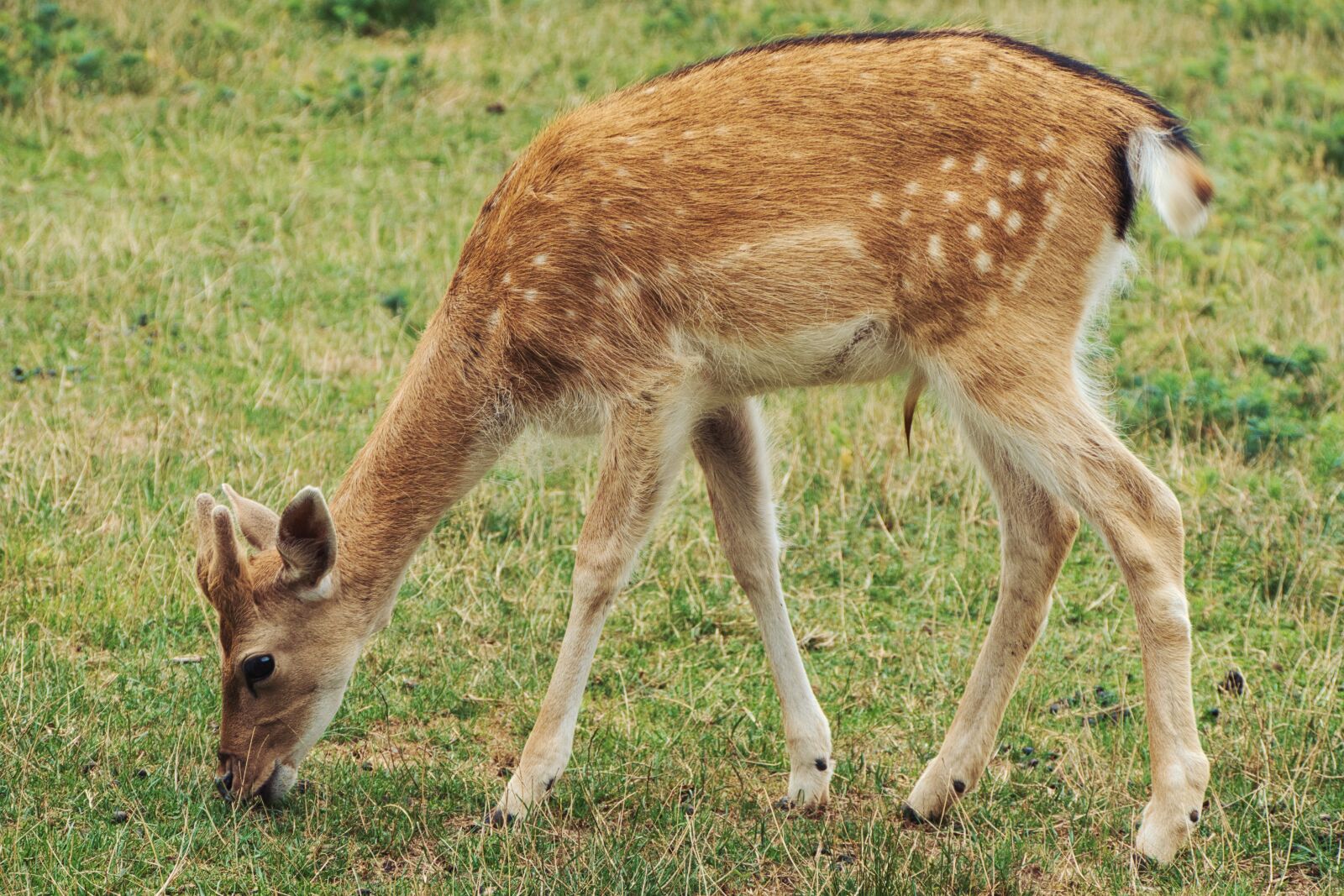 Panasonic Lumix DMC-FZ1000 sample photo. Roe deer, fawn, red photography