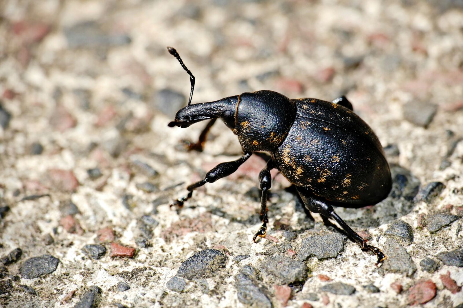 Panasonic Lumix DMC-FZ1000 sample photo. Beetle, black, insect photography