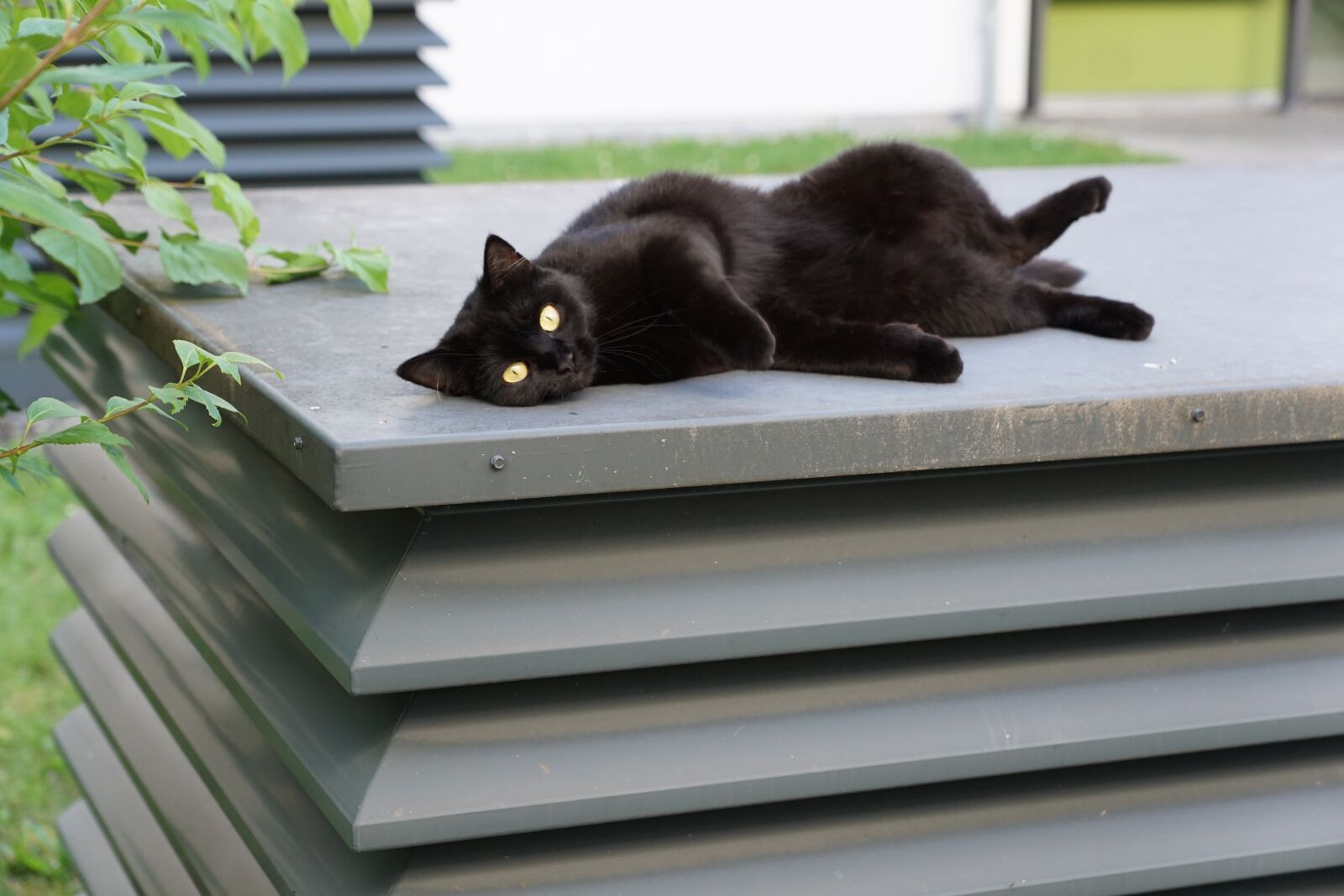 Sony ILCA-77M2 sample photo. Cat, black, animal photography