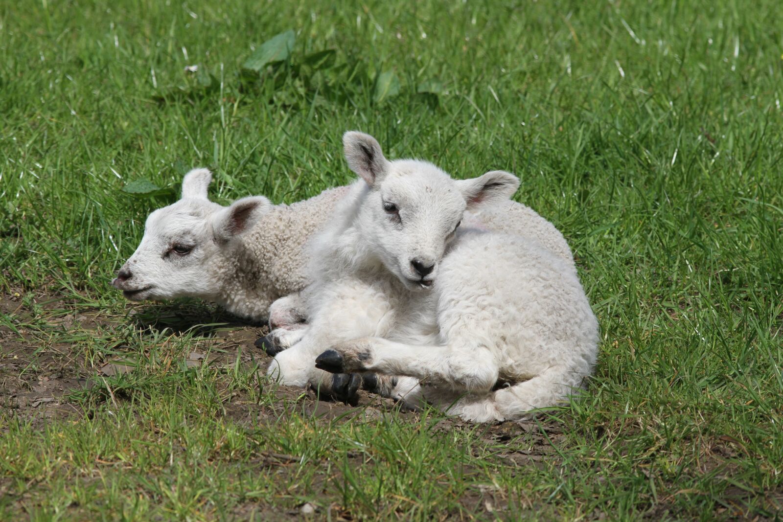 Canon EOS 7D + Canon EF 300mm F4L IS USM sample photo. Lambs, sheep, farm photography