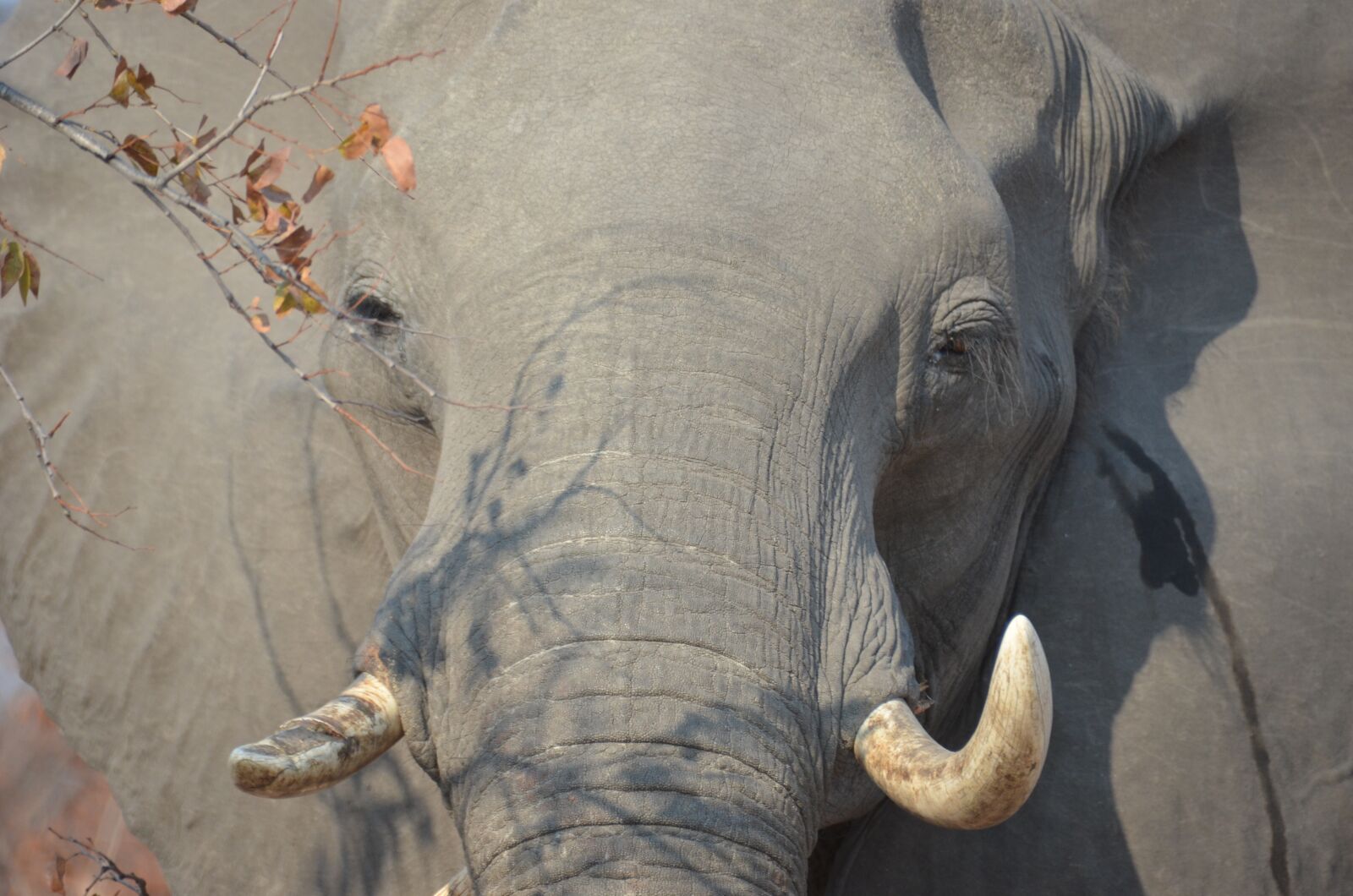 Nikon D5100 sample photo. Elephant, africa, wildlife photography