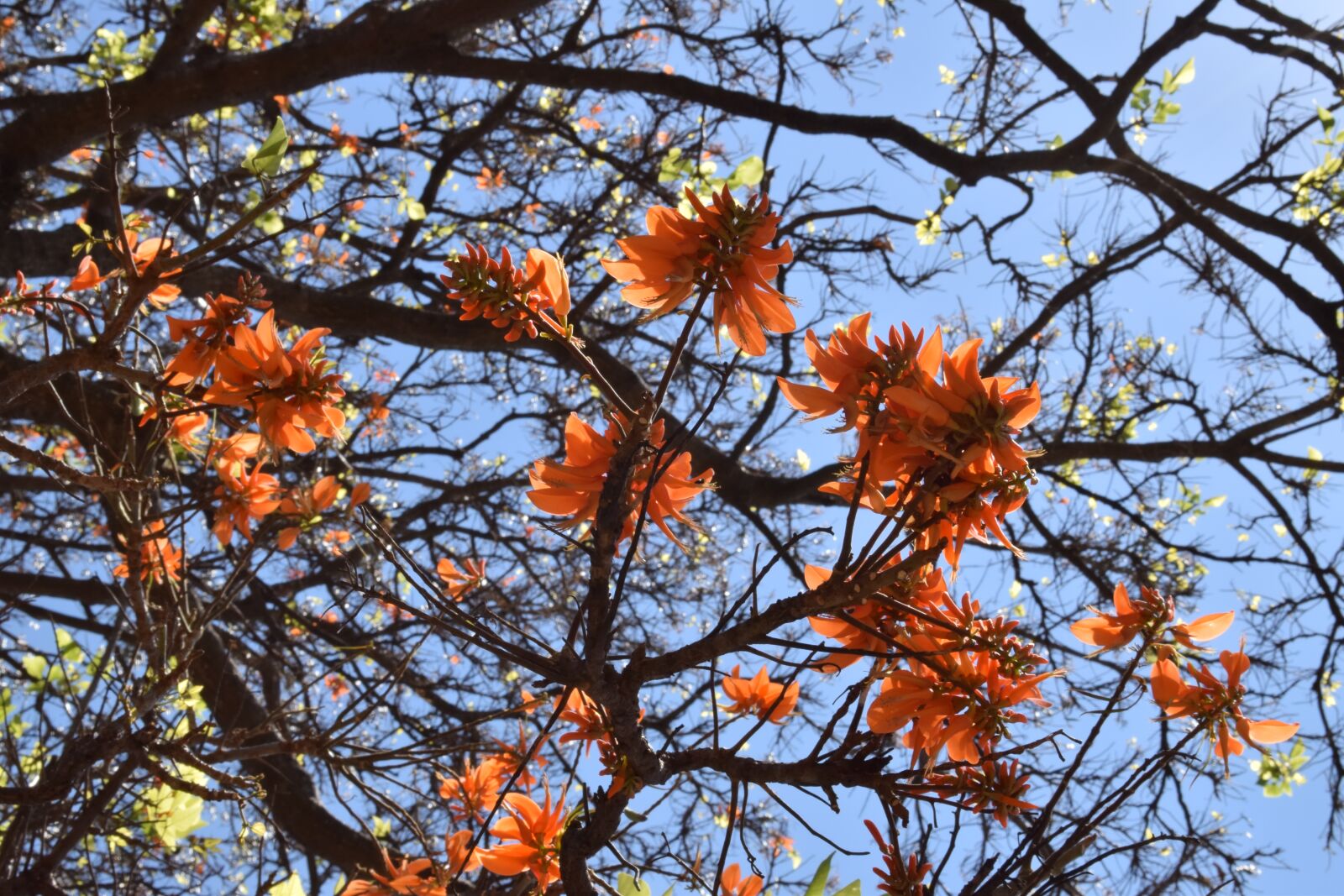 Nikon D5300 sample photo. Bloom, flowers, orange photography