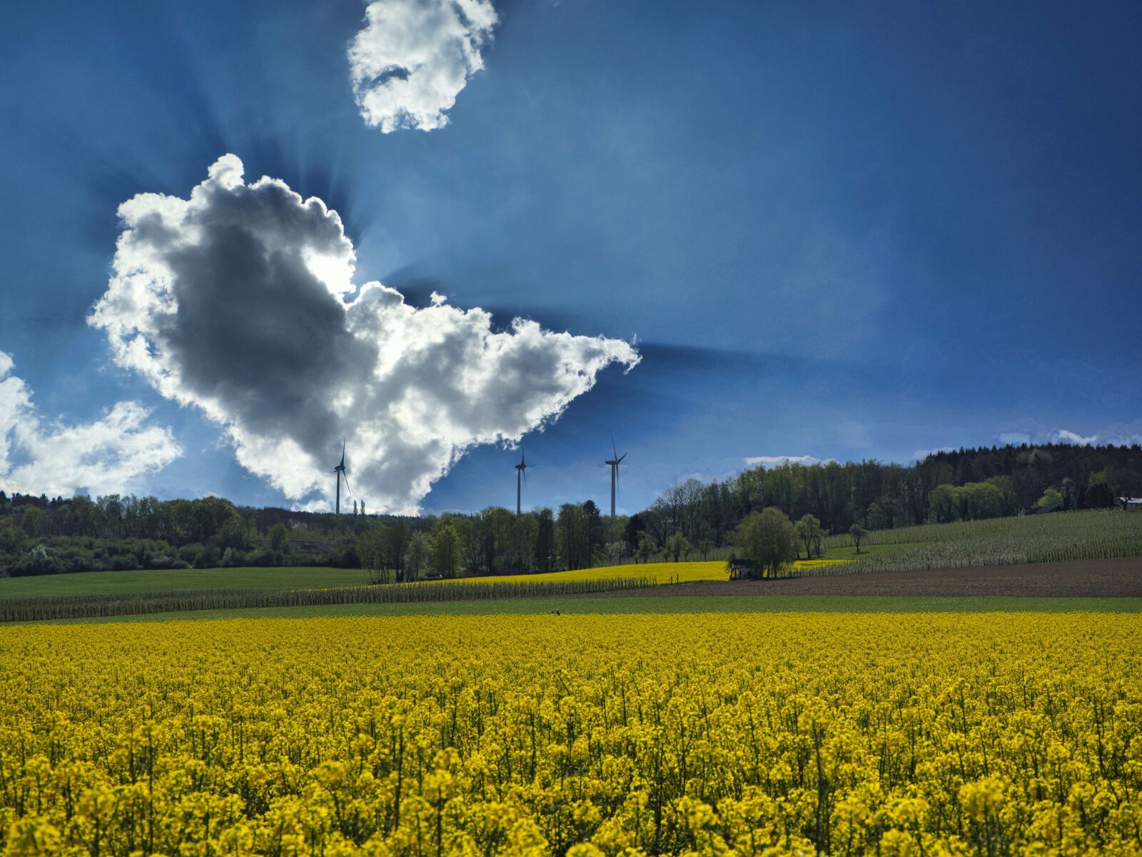 Olympus OM-D E-M10 III sample photo. Oilseed rape, spring landscape photography