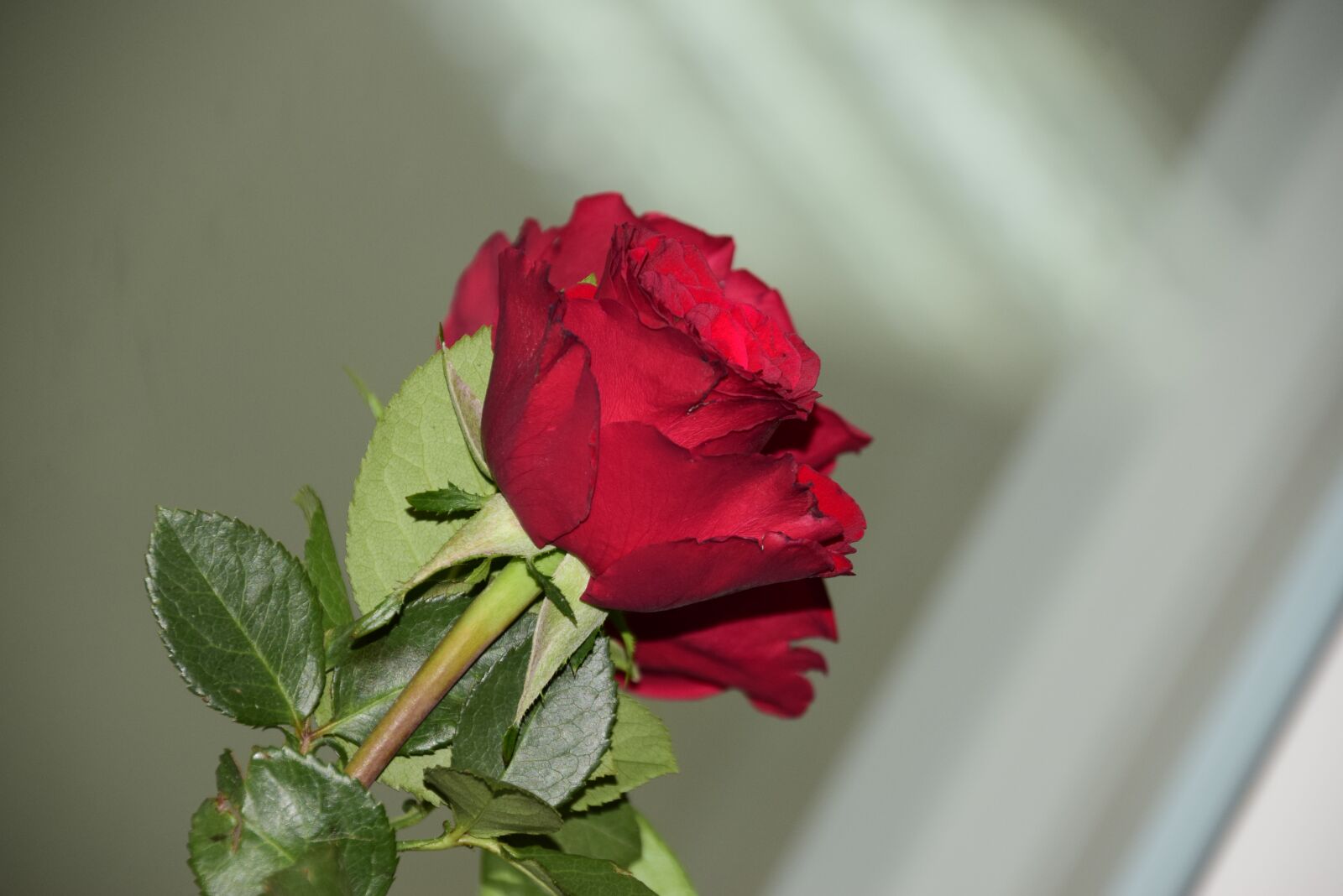 Nikon D5300 sample photo. Rose, flower, red photography