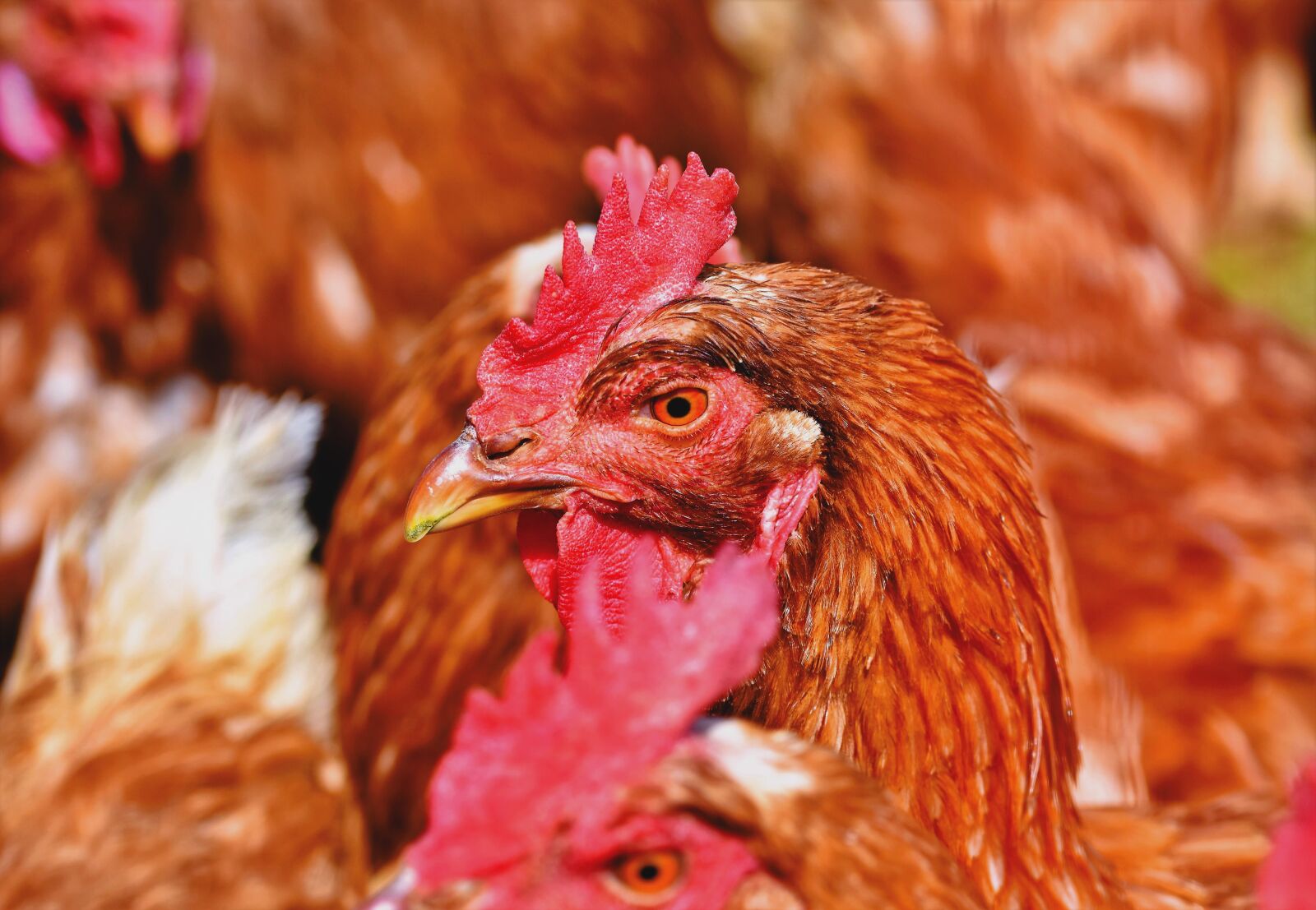 Nikon D7200 sample photo. Chicken, hen, poultry photography