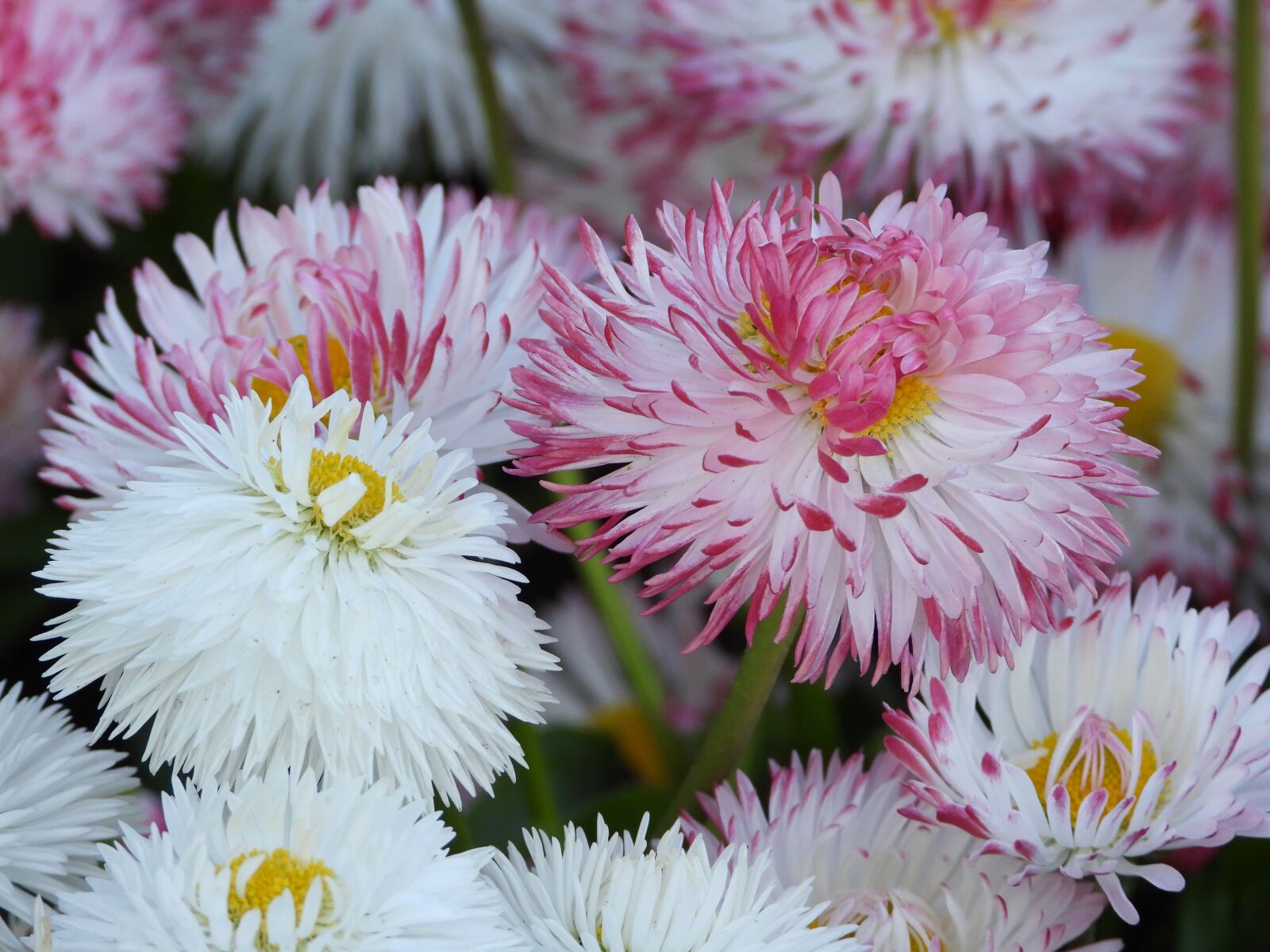 Nikon Coolpix P1000 sample photo. Flowers, daisies, colorful photography