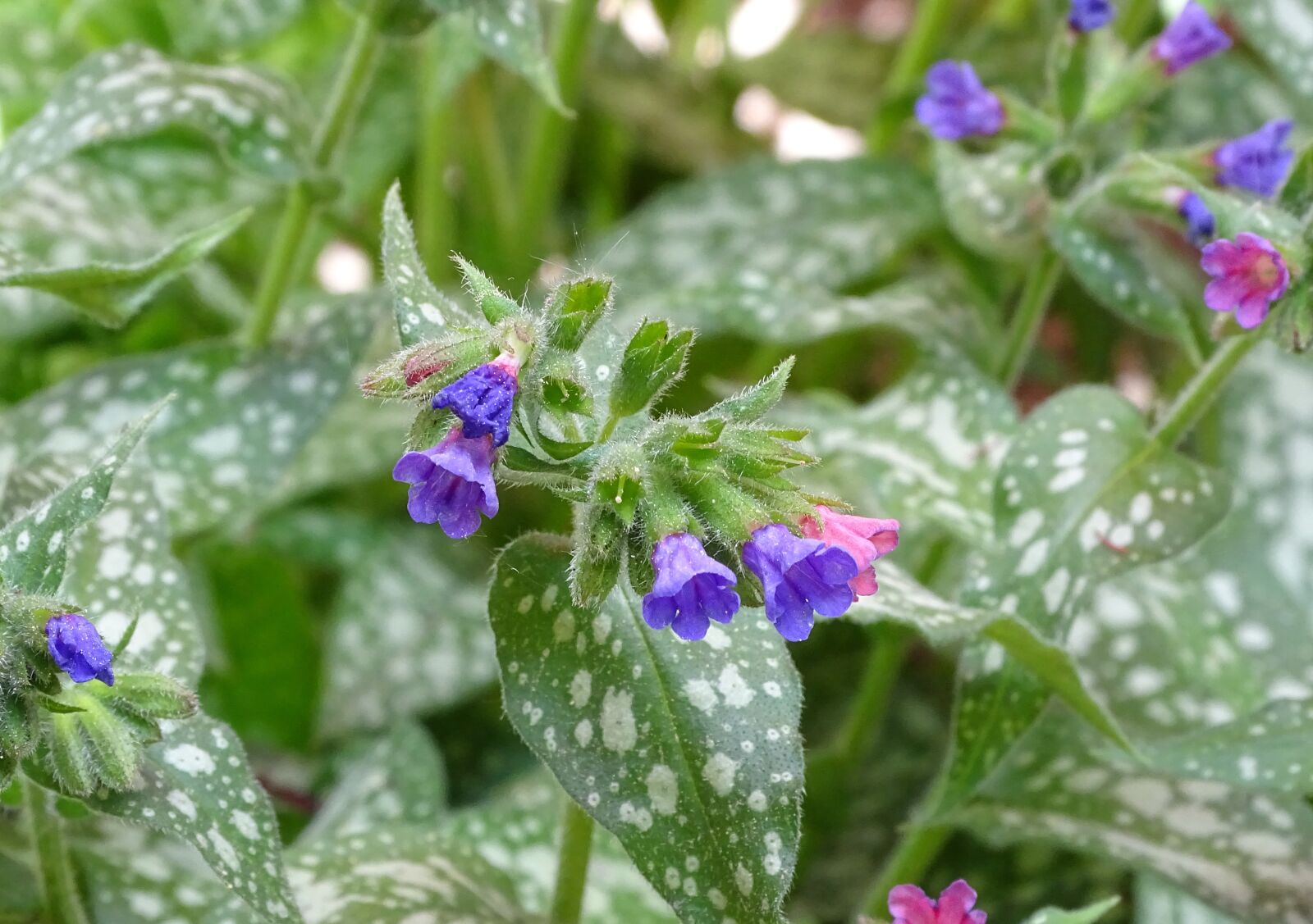Sony Cyber-shot DSC-HX400V sample photo. Lungwort, spotted lungwort, the photography
