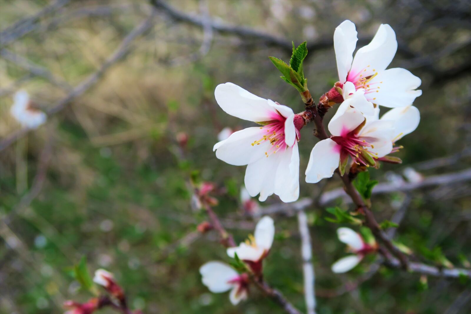 Canon PowerShot G7 X sample photo. Almond blossom, flower, spring photography