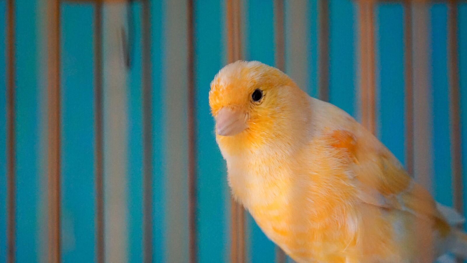 Sony E 55-210mm F4.5-6.3 OSS sample photo. Yellow, bird, cage photography