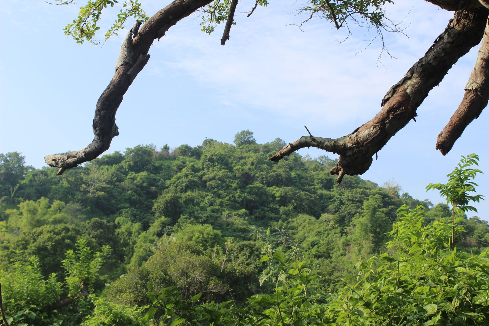 Canon EOS 600D (Rebel EOS T3i / EOS Kiss X5) sample photo. Jungle, trees, tropical photography