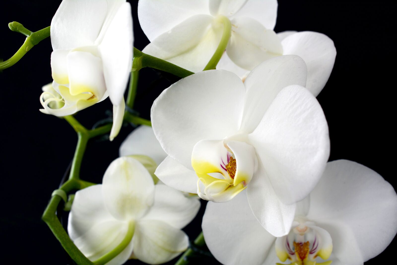 Nikon D7100 sample photo. Orchid, flower, plant photography