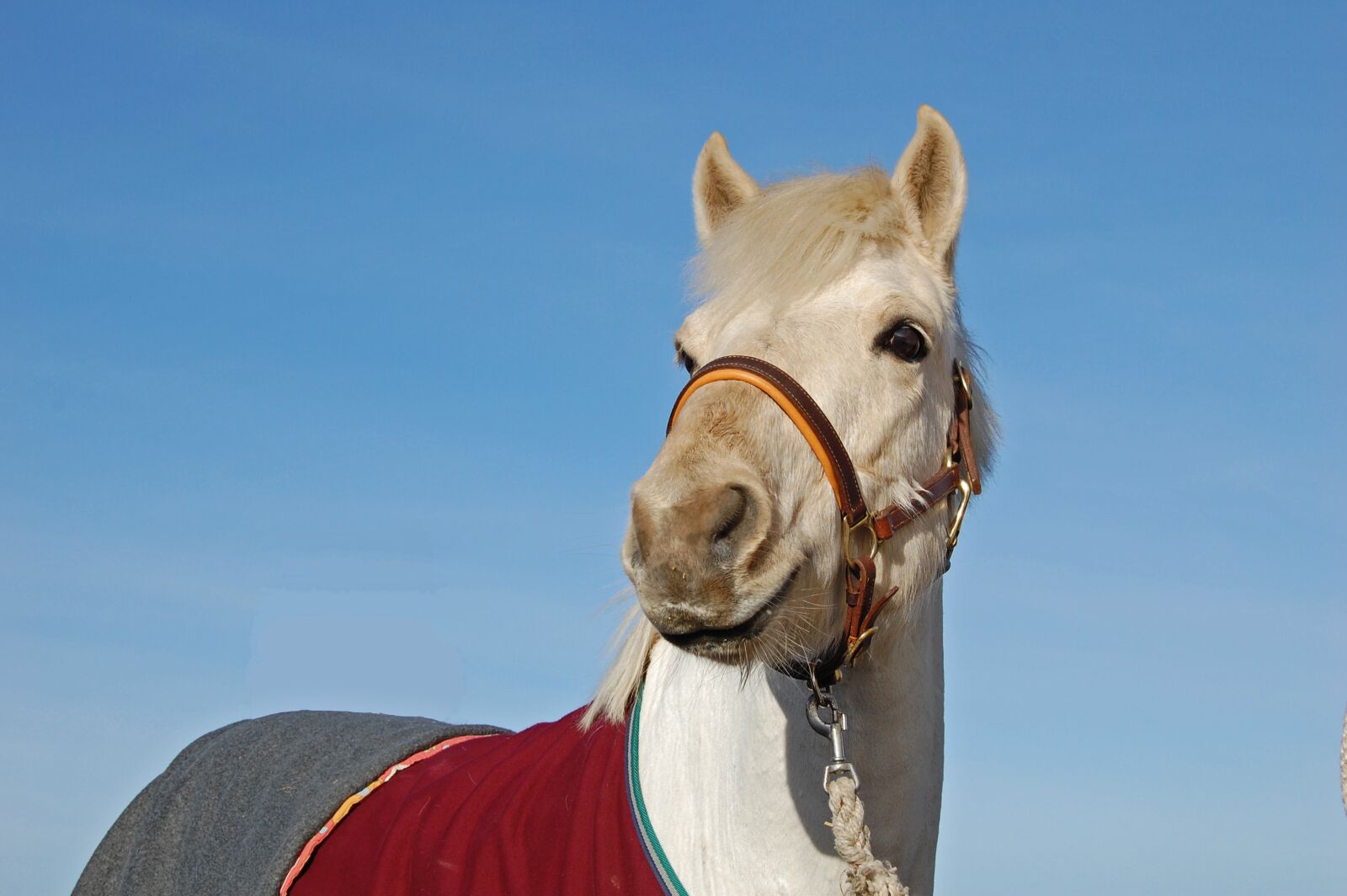 Nikon D40 sample photo. Pony, ponies, horse photography
