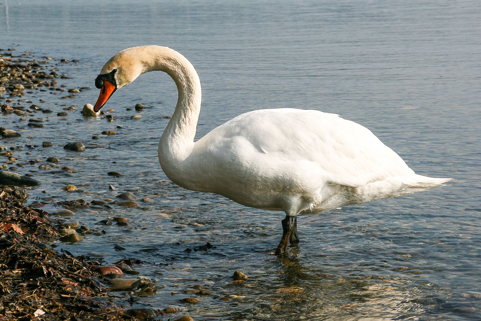 Canon EOS 400D (EOS Digital Rebel XTi / EOS Kiss Digital X) sample photo. Swan, animal, water photography