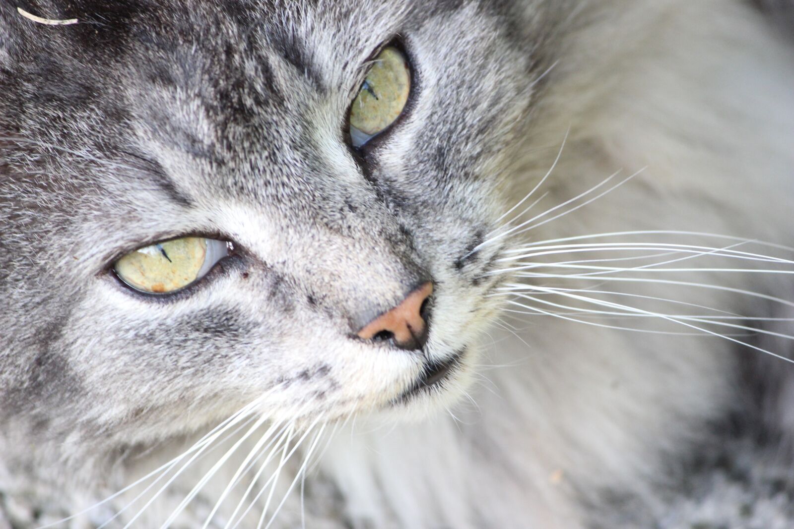 Canon EOS 600D (Rebel EOS T3i / EOS Kiss X5) sample photo. Cat, staring at, fur photography