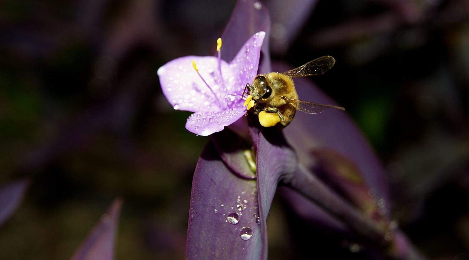 Sony Alpha DSLR-A330 sample photo. Honey, bee, iran photography
