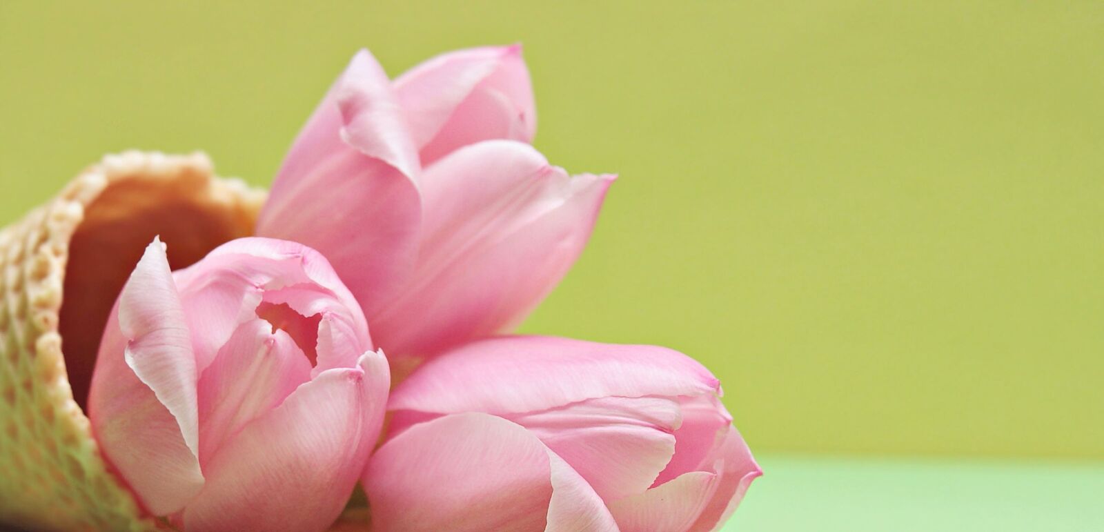 Canon EOS 550D (EOS Rebel T2i / EOS Kiss X4) sample photo. Flower, nature, pink, petal photography