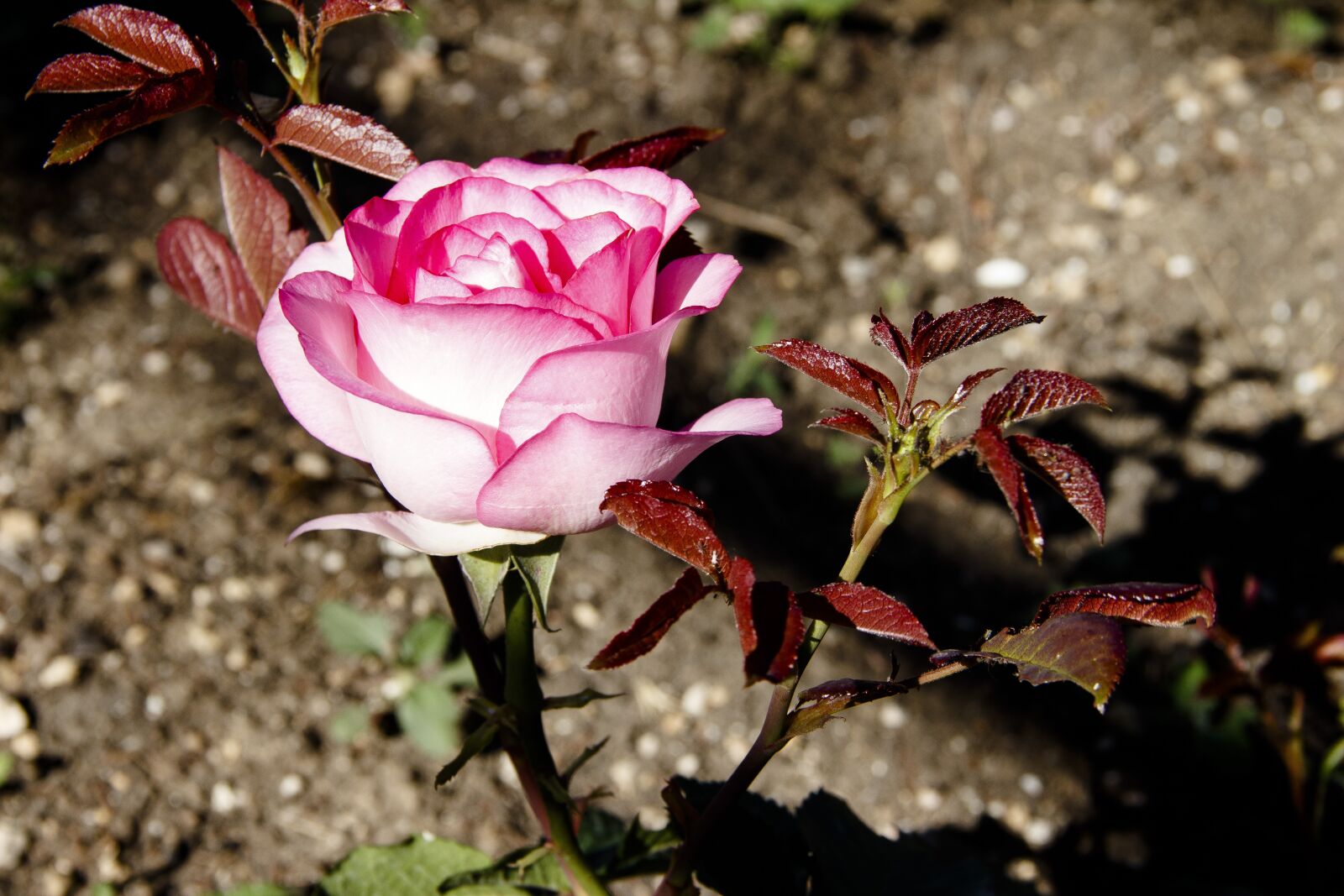 Canon EOS 650D (EOS Rebel T4i / EOS Kiss X6i) sample photo. Rose, pink, pink rose photography