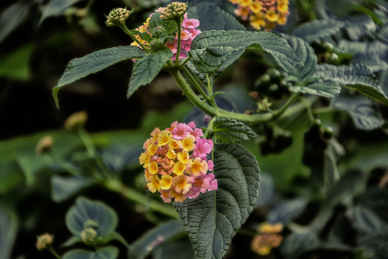 Nikon D5200 sample photo. Flowers, pink, wilderness, wildflower photography