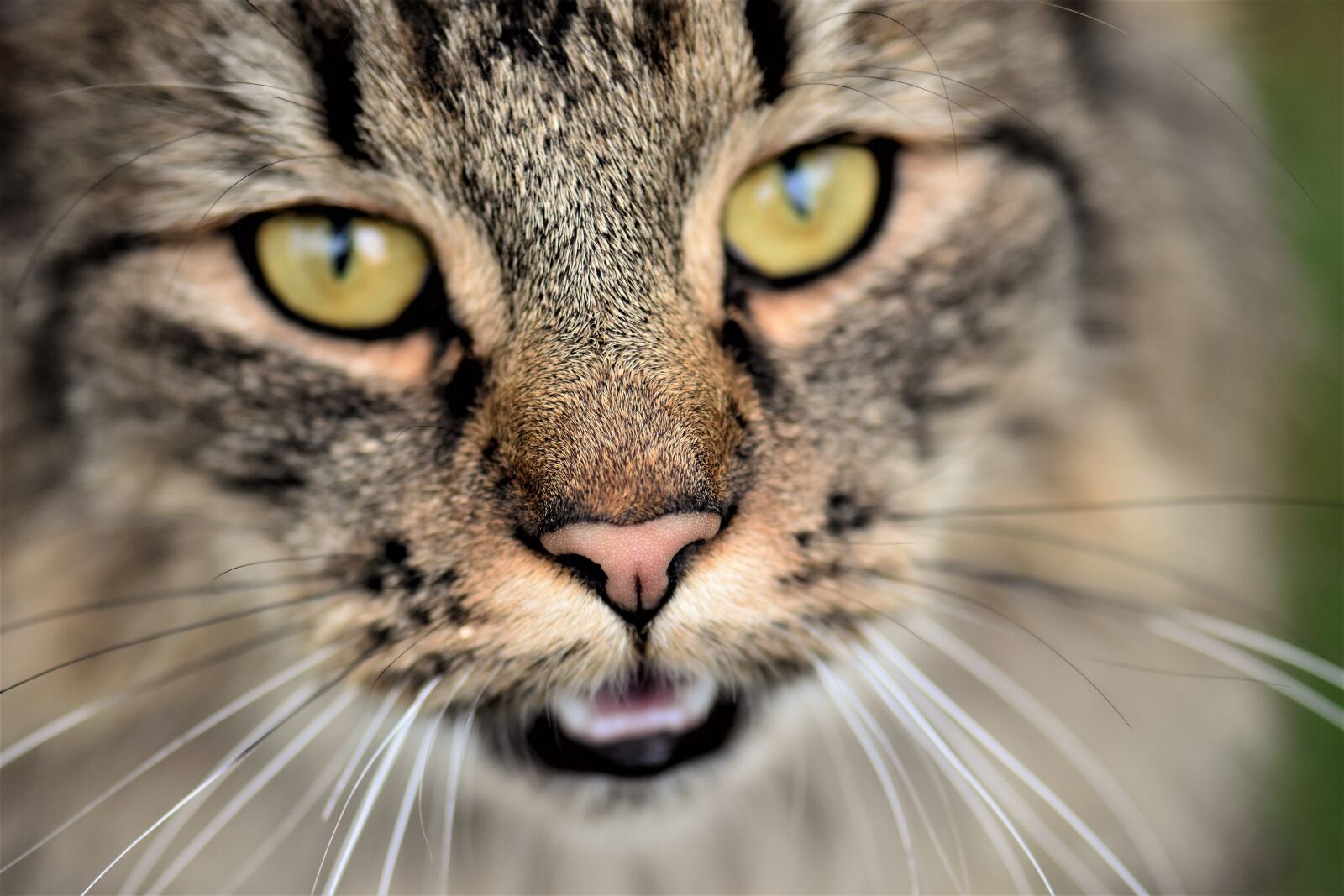 Nikon D5500 sample photo. Cat, neighbor's cat, wildcat photography