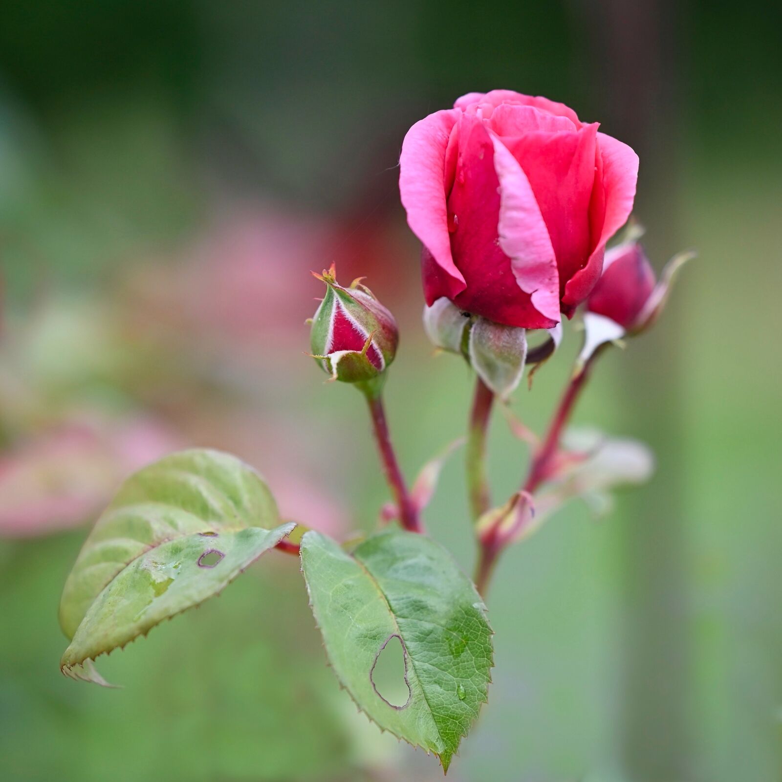 Nikon Nikkor Z 85mm F1.8 S sample photo. Rose, bud, blossom photography