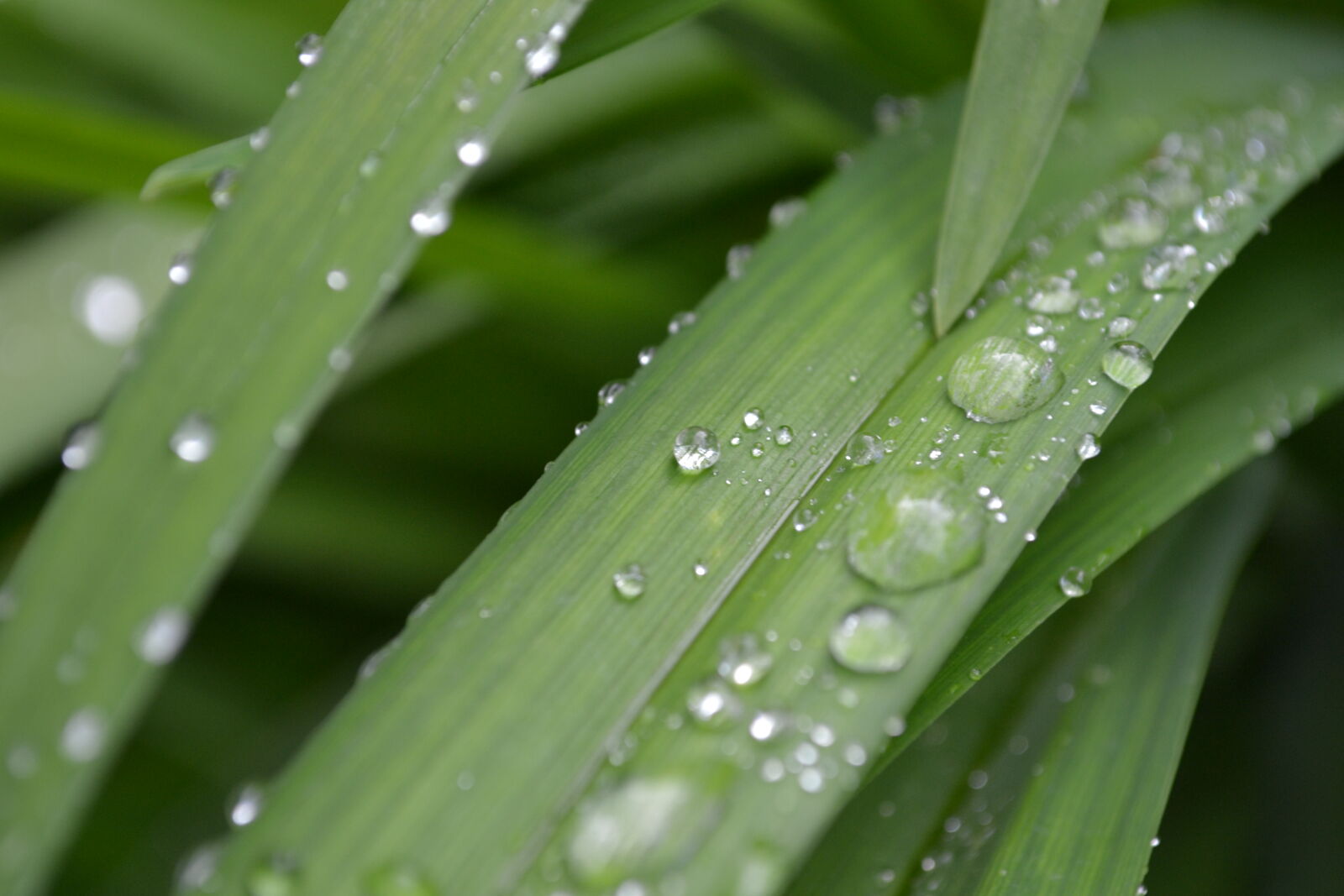 Nikon D3100 sample photo. Drops, of, water, green photography