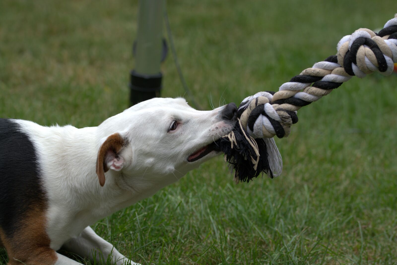Nikon D5200 sample photo. Jack russell, dog, terrier photography