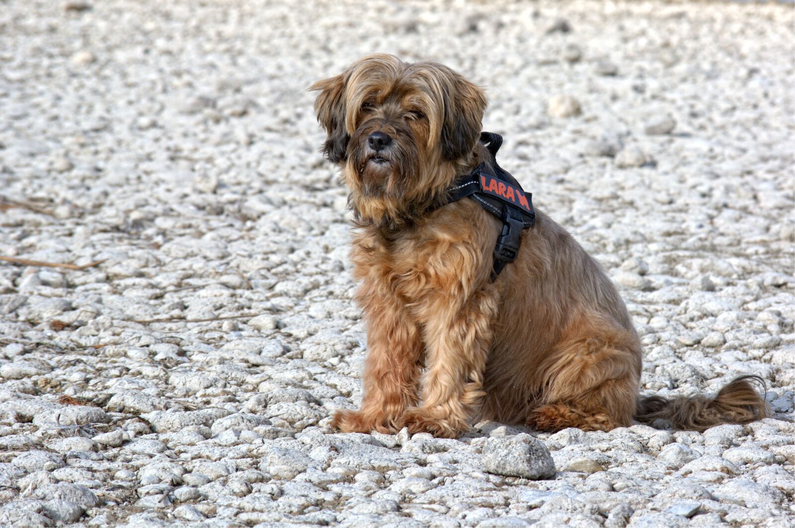 55.0-200.0mm f/4.0-f/5.6 sample photo. Dog, tibetan terrier, sitting photography