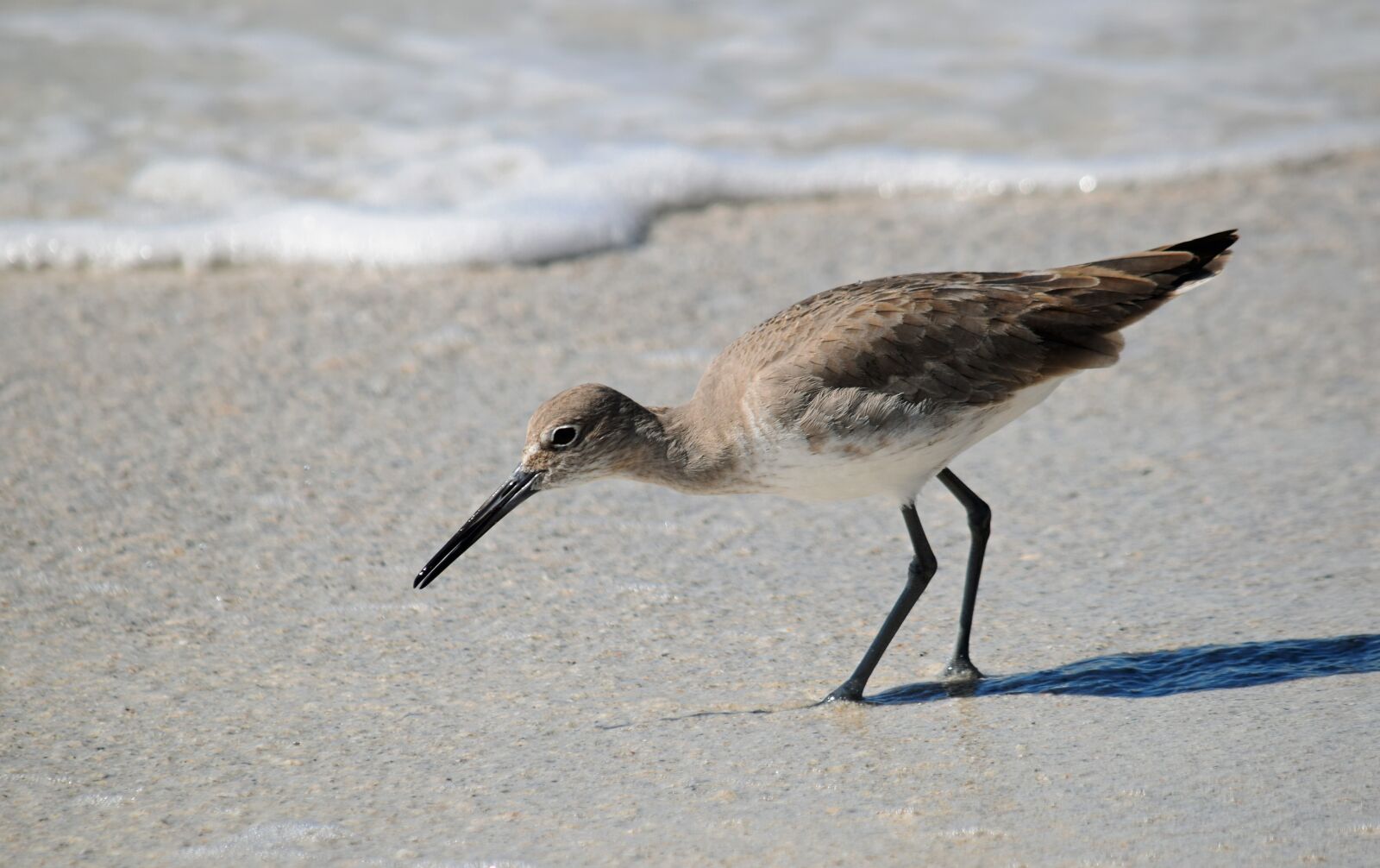 Nikon D3300 sample photo. Seabird, wader, shoreline photography