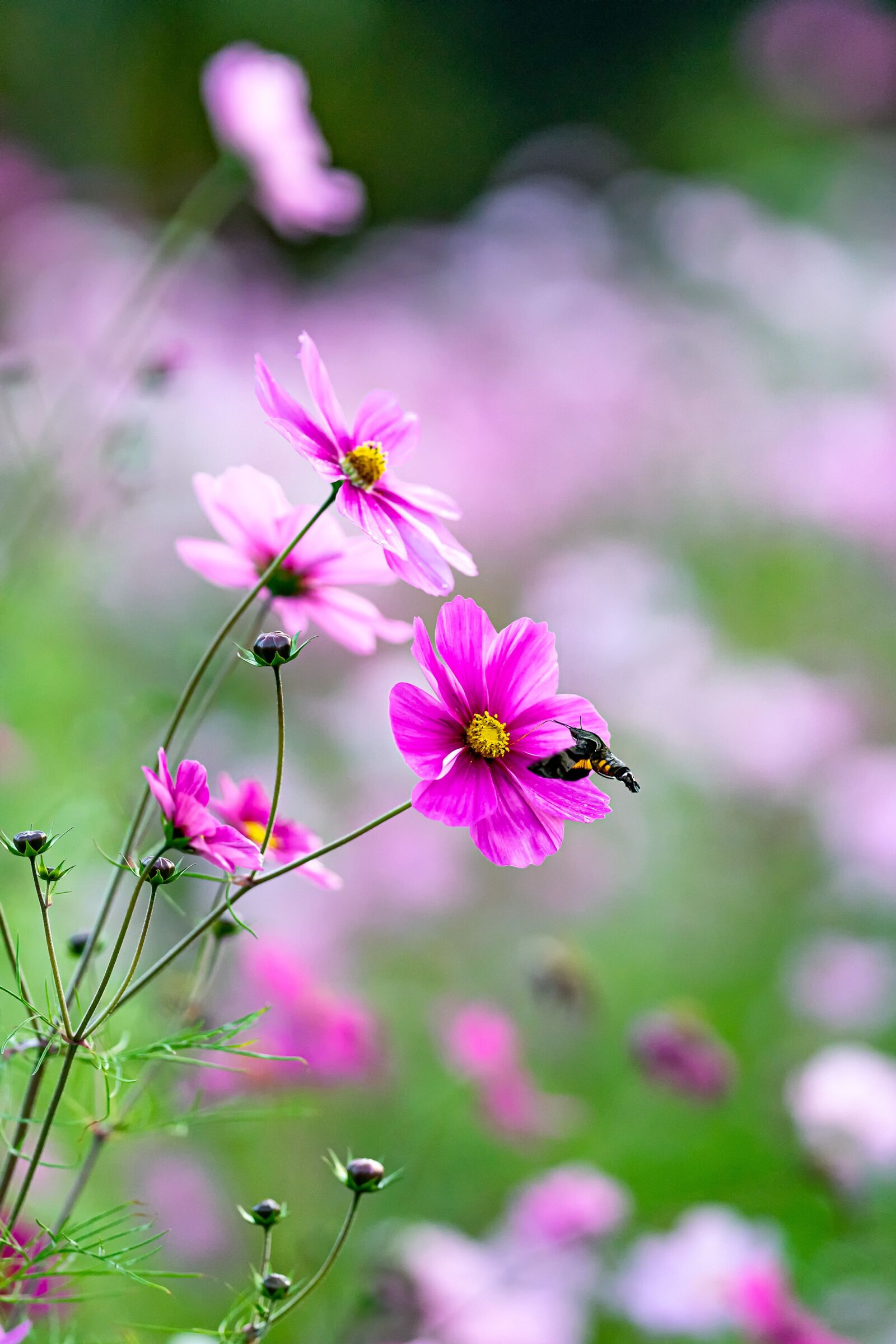Sony a7R IV sample photo. Landscape, flowers, cosmos photography