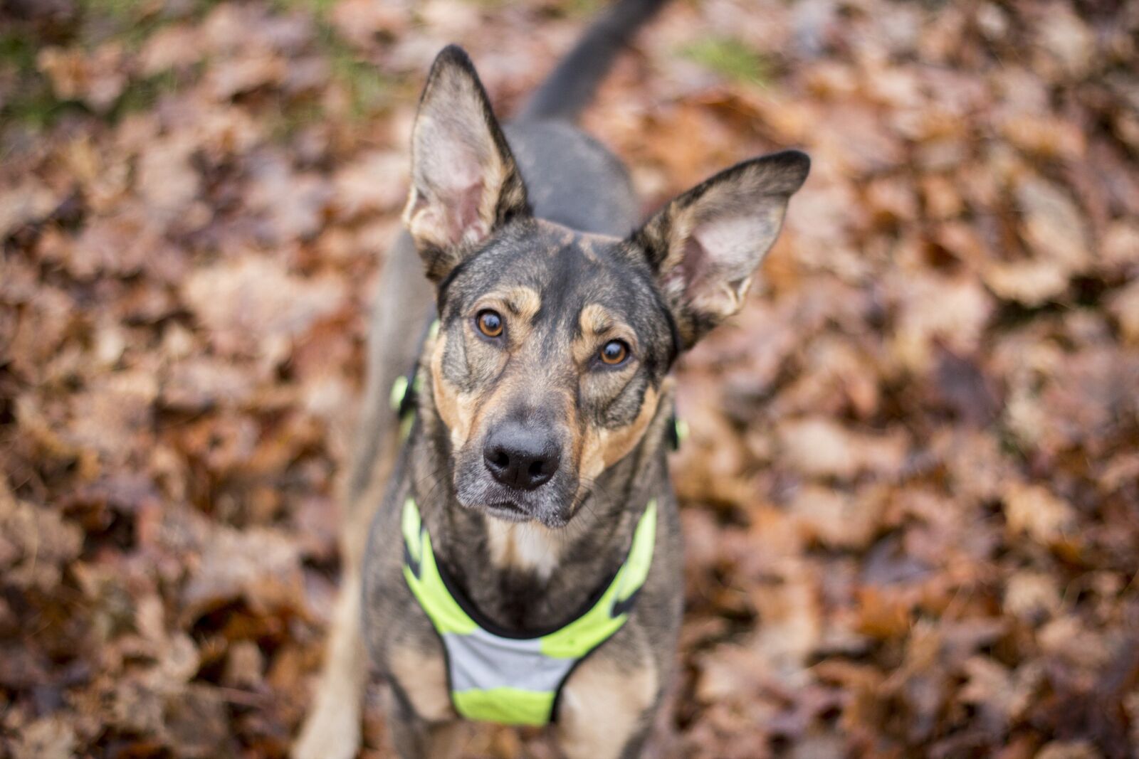 Canon EOS 600D (Rebel EOS T3i / EOS Kiss X5) + Canon EF 50mm F1.8 II sample photo. Dog, canine, animal photography