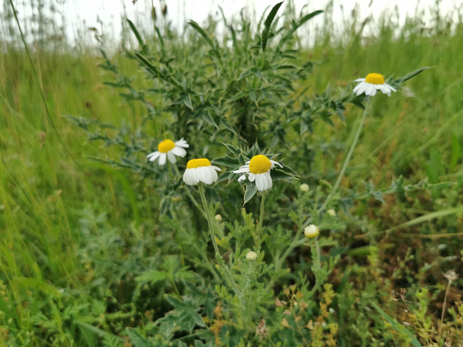 HUAWEI P30 Pro sample photo. Chamomile, thistle, meadow photography